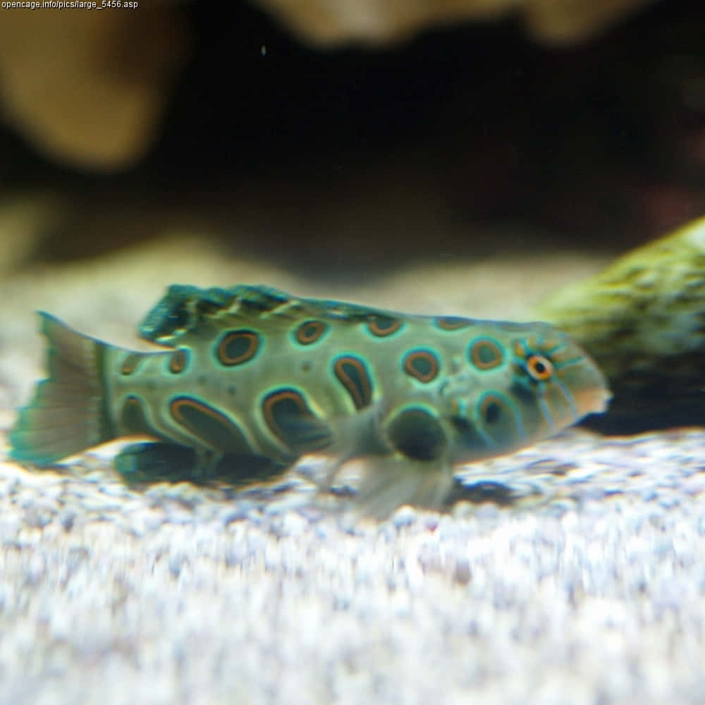  壁紙 — 一條色彩鮮豔的斑點魚，帶有藍綠色和橙色的環圈，在沙質水族箱底部優雅地游動。