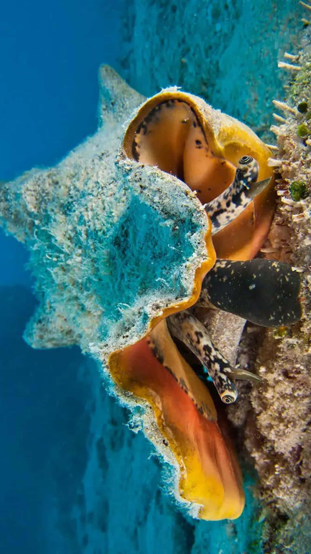  壁紙 — 一隻色彩斑斕的斑點章魚從一個藏在清澈藍色海水珊瑚中的彩色海螺殼中探出頭來。