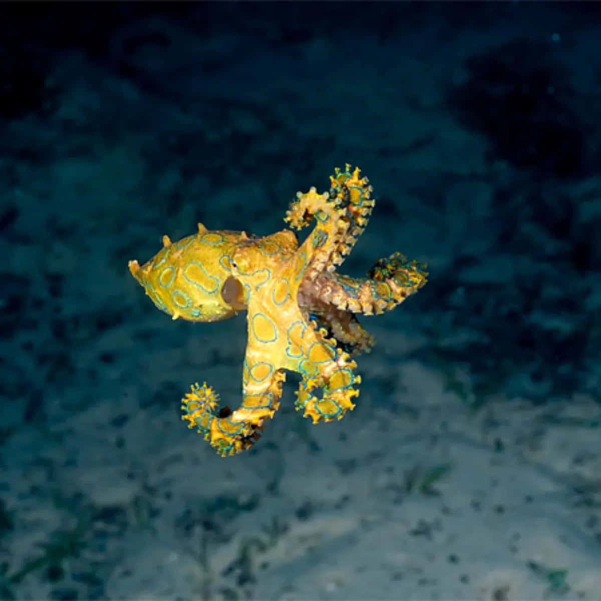 壁紙 — 一隻鮮黃色藍環章魚在沙質海床上方的深海水域中優雅地滑行。