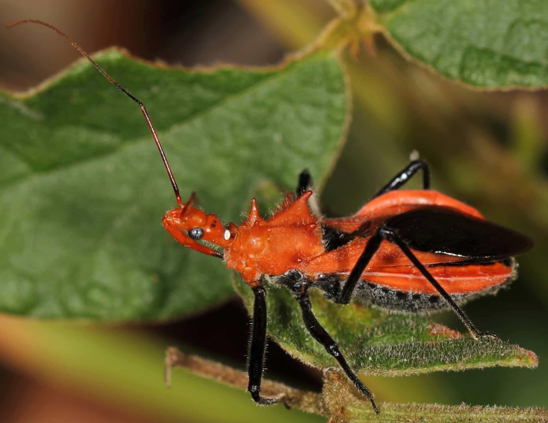  壁紙 — 一隻鮮橙色的獵蝽（assassin bug）有黑色腳，停在綠色葉片上，展示細緻紋理和自然光線。