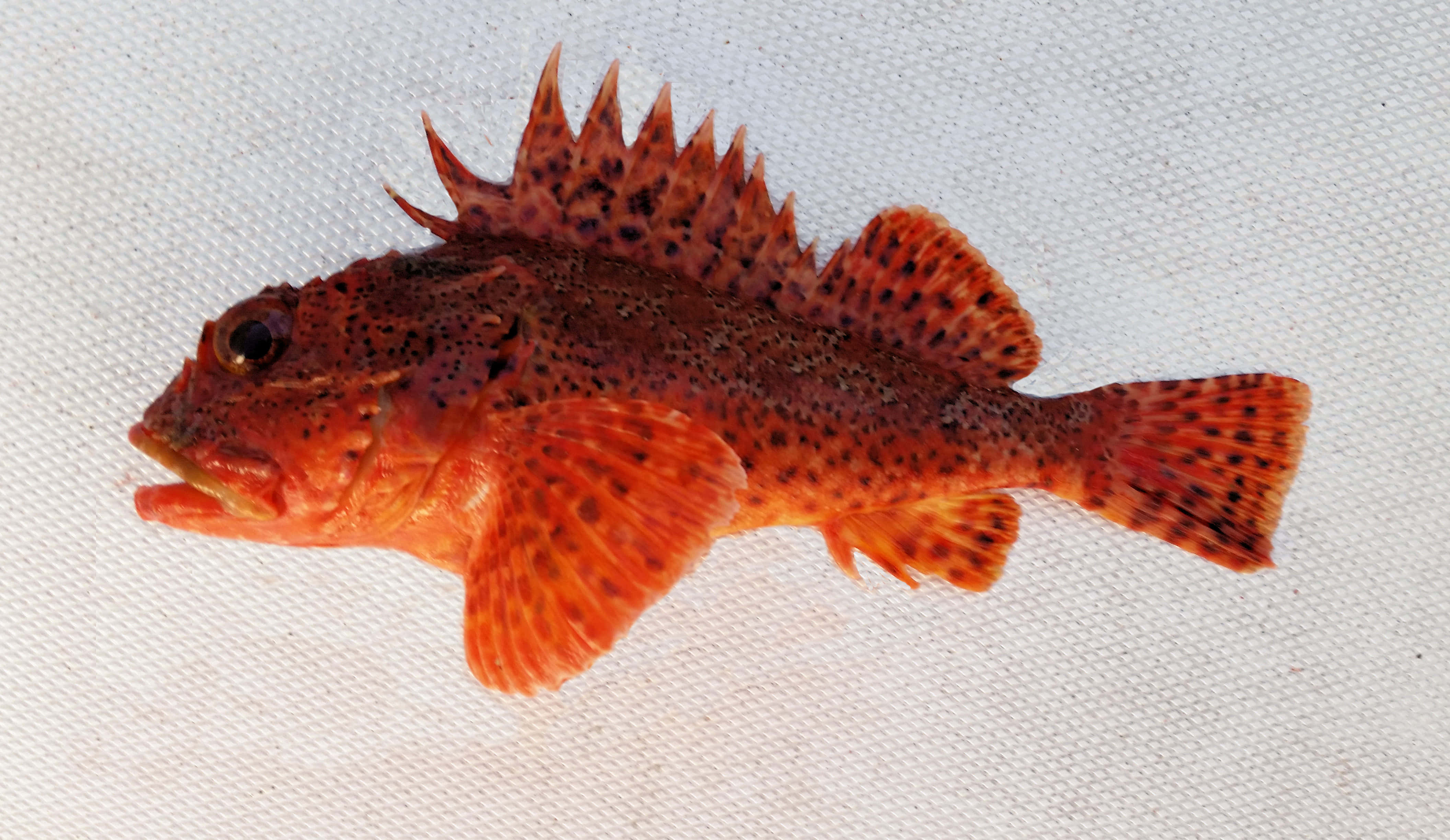 Scorpionfish 桌布 壁紙 — 一條鮮豔的橙色魚，帶有尖刺的鰭和深色斑點，停留在有紋理的白色布料背景上。