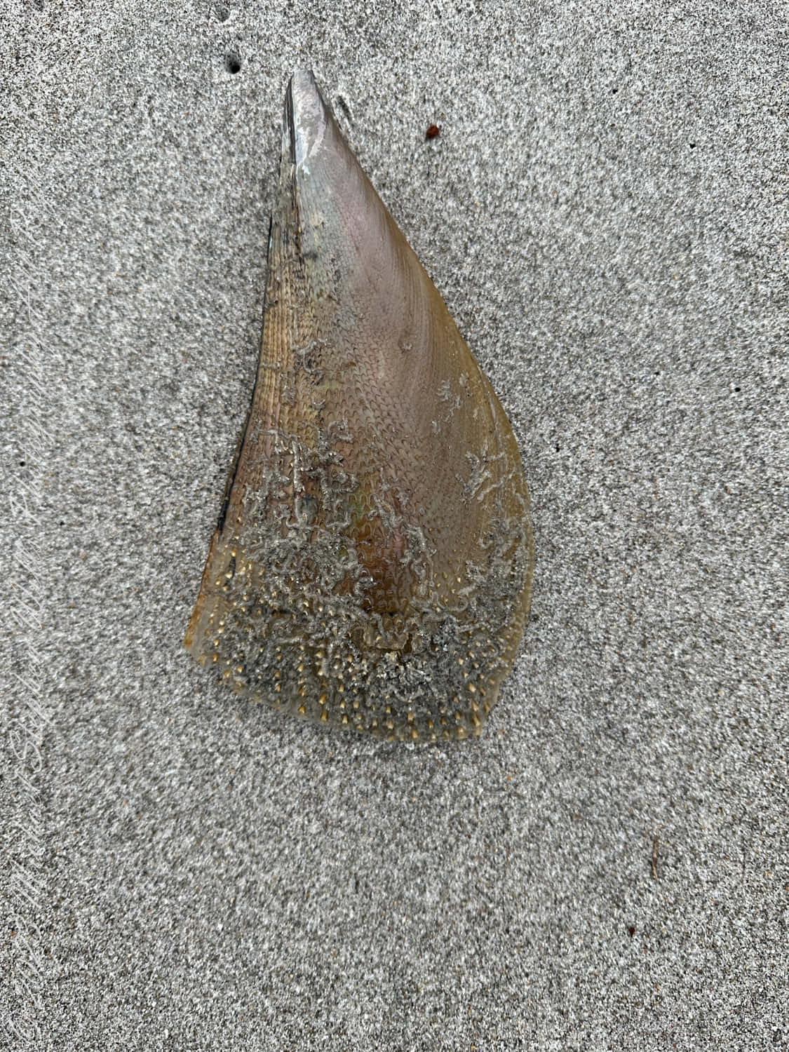  壁紙 — 一顆風化的鯊魚牙齒躺在粗糙的灰色沙子上，帶有可見的紋理和嵌入的砂礫。