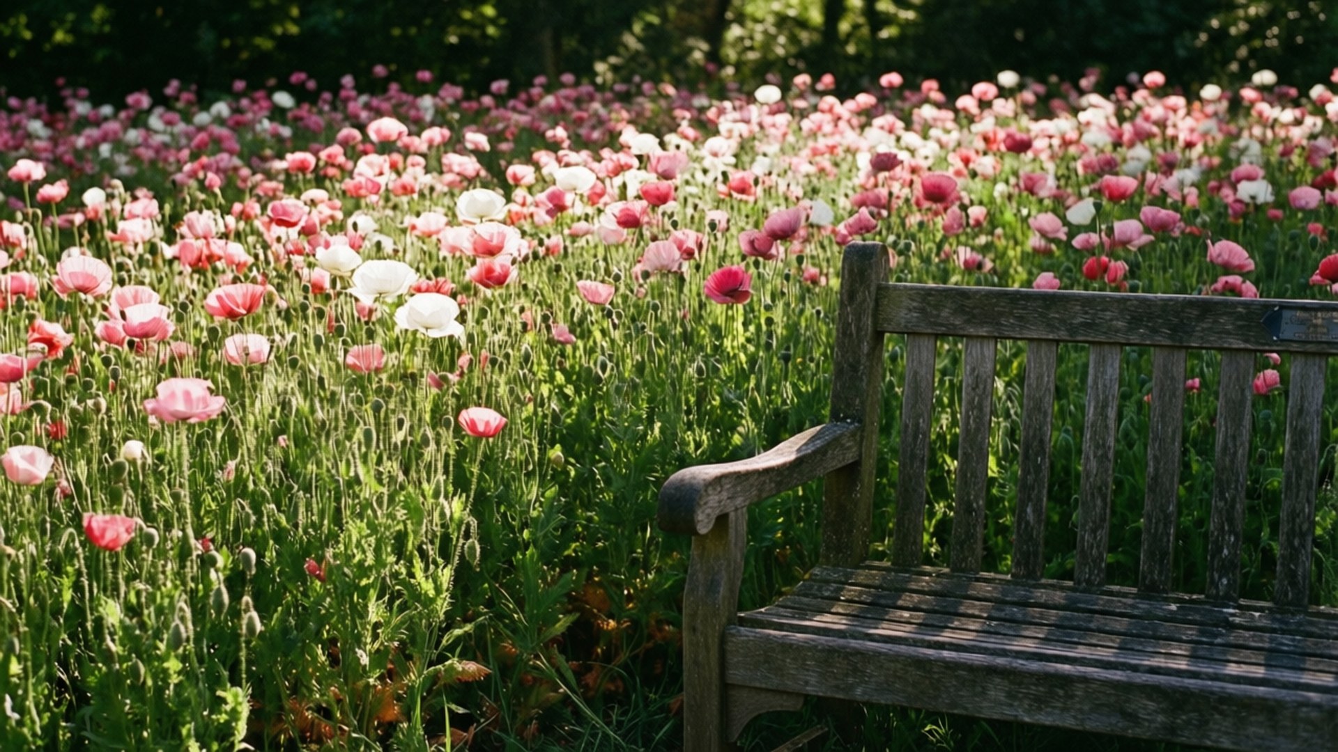Poppies and Bench 壁紙 — 一張風化的木凳在陽光明媚的粉紅色和白色罌粟花田間，綠莖茂盛，顯得格外誘人。