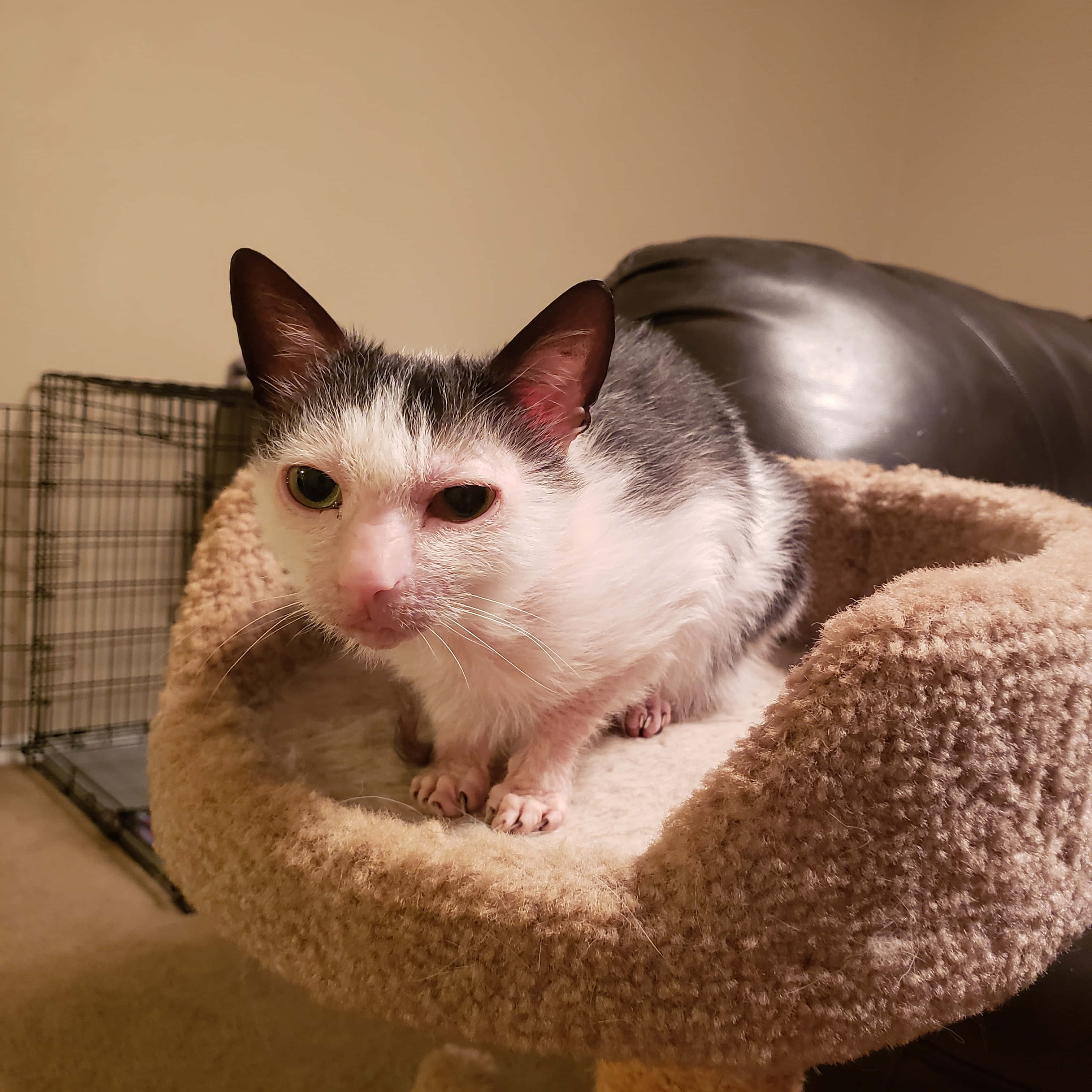 Lykoi 桌布 壁紙 — 一隻缺少一隻眼睛的白灰色貓咪警覺地坐在室內的米色毛絨貓床上。