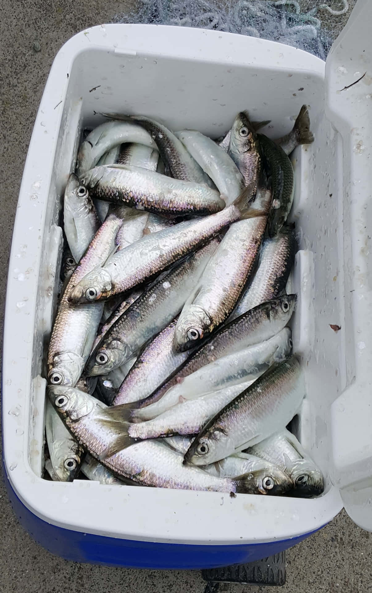  壁紙 — 一個白色冷卻器，裝滿了剛捕獲的銀色魚，溢出在混凝土表面上。