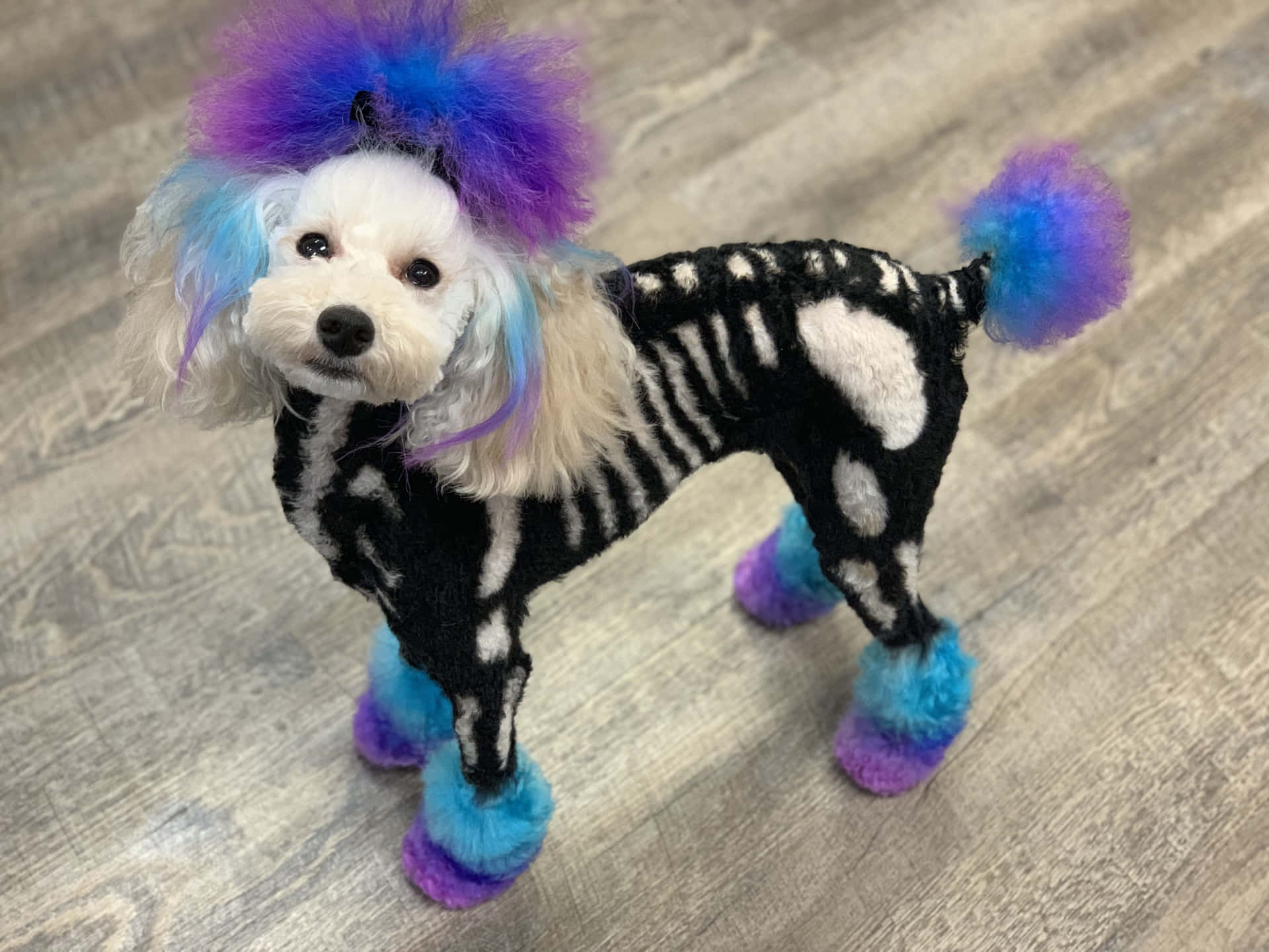  壁紙 — 一隻白色貴賓犬，帶有骷髏圖案的剪毛和充滿活力的紫色藍色蓬鬆配飾，站在木地板上。