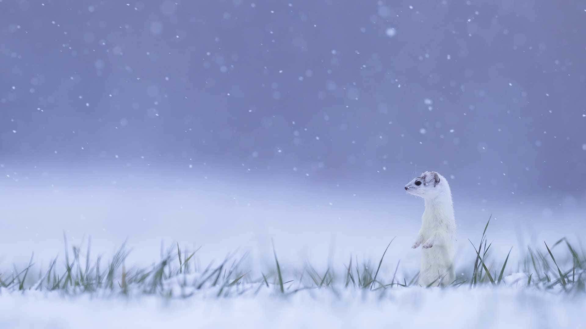  壁紙 — 一隻白鼬在雪地中警覺地站立，溫柔的雪花在柔和的紫色暮色天空中飄蕩。