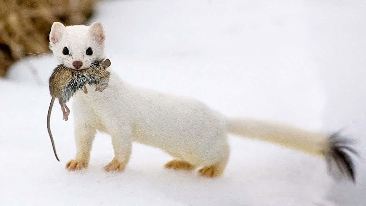  壁紙 — 一隻白鼬站在雪地中，嘴裡叼著一隻棕色的小老鼠。