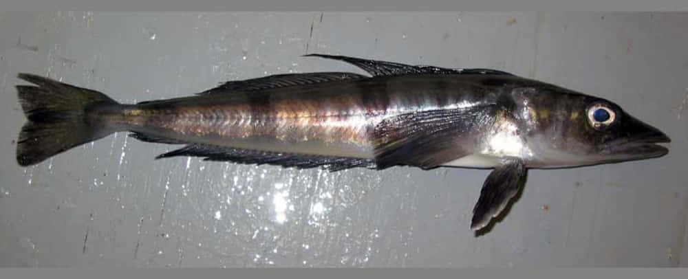 Icefish 桌布 壁紙 — 一條全身深色帶銀色亮點的魚躺在濕漉漉的灰色表面上，眼睛閃閃發光，魚鰭張開。