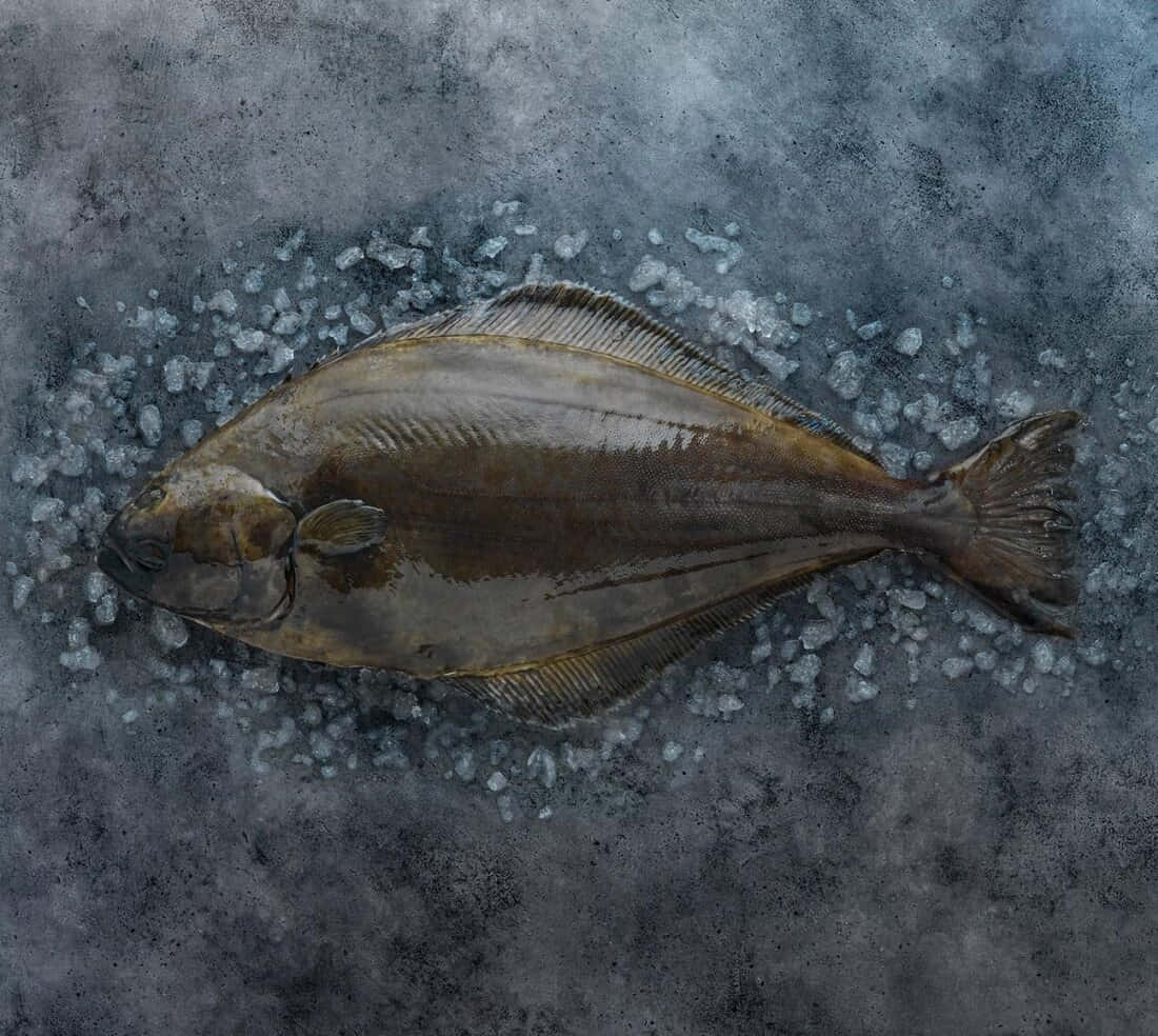  壁紙 — 一條完整的比目魚躺在碎冰床上，背景是帶紋理的灰色。