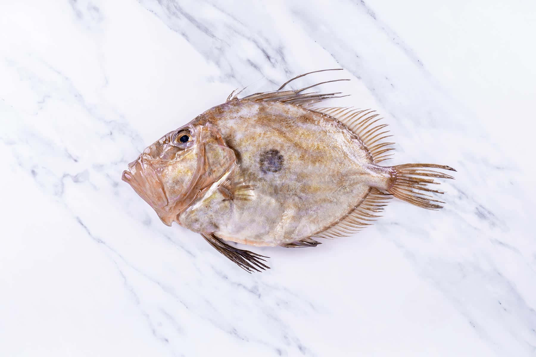  壁紙 — 一條完整的比目魚，帶有斑駁的棕色皮膚和尖刺狀的魚鰭，放在白色大理石表面上。
