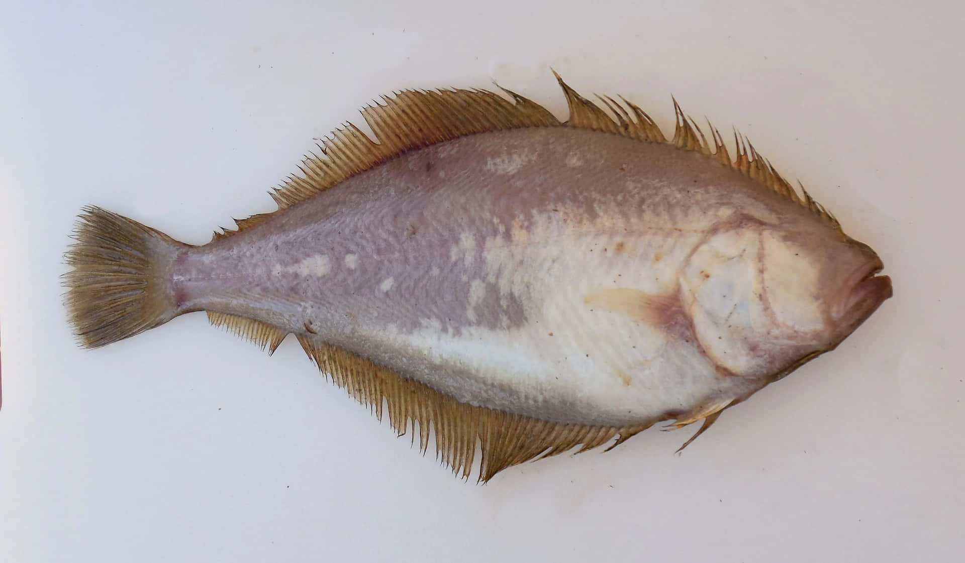  壁紙 — 一條完整的比目魚，身上有灰色和白色斑駁的皮膚，平躺在純白色的表面上。