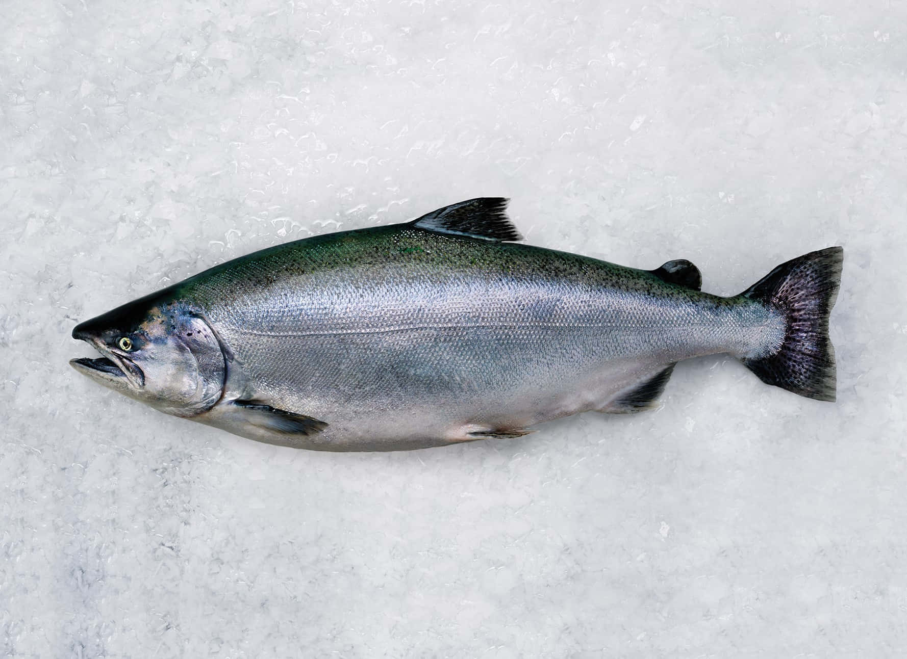  壁紙 — 一條完整的新鮮鮭魚躺在碎冰床上，展示其銀色鱗片和深色魚鰭。