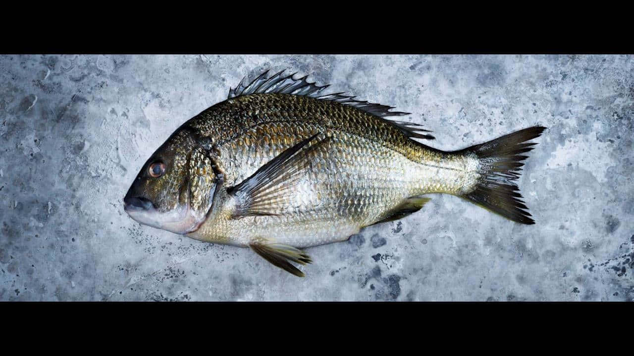  壁紙 — 一條完整的鯛魚，帶有細緻的鱗片和尖刺的魚鰭，放在有紋理的灰色混凝土表面上。