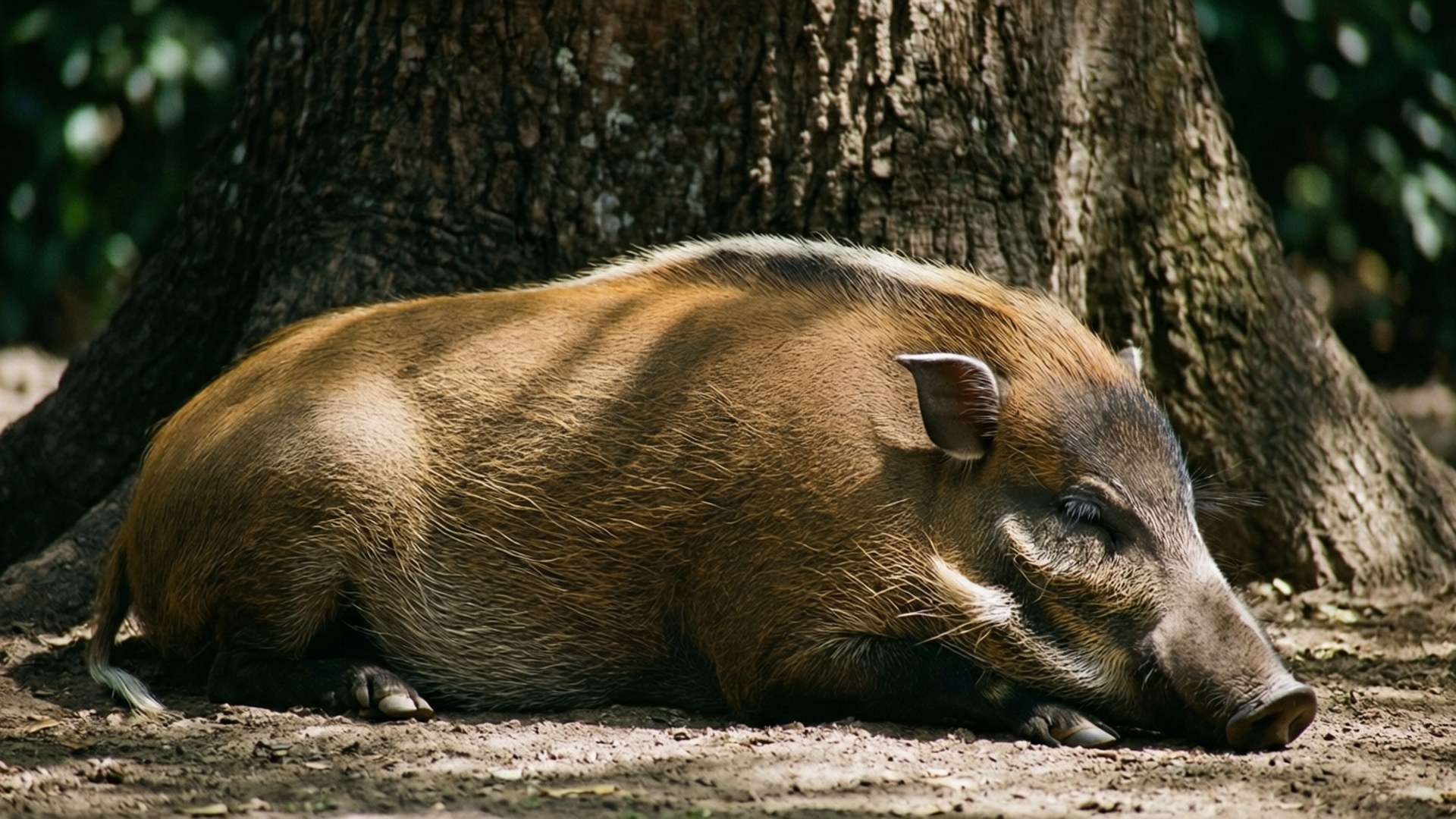Babirusa 桌布 壁紙 — 一頭野豬在陽光明媚的森林空地上，在一棵大樹斑駁的樹蔭下平靜地休息。