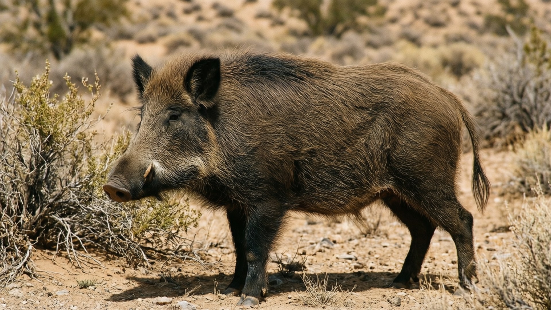 Desert Boar 壁紙 — 一頭毛色深黑粗糙的野豬在明亮的陽光下，站在乾燥的灌木叢中，稀疏的灌木點綴其間，保持警覺。