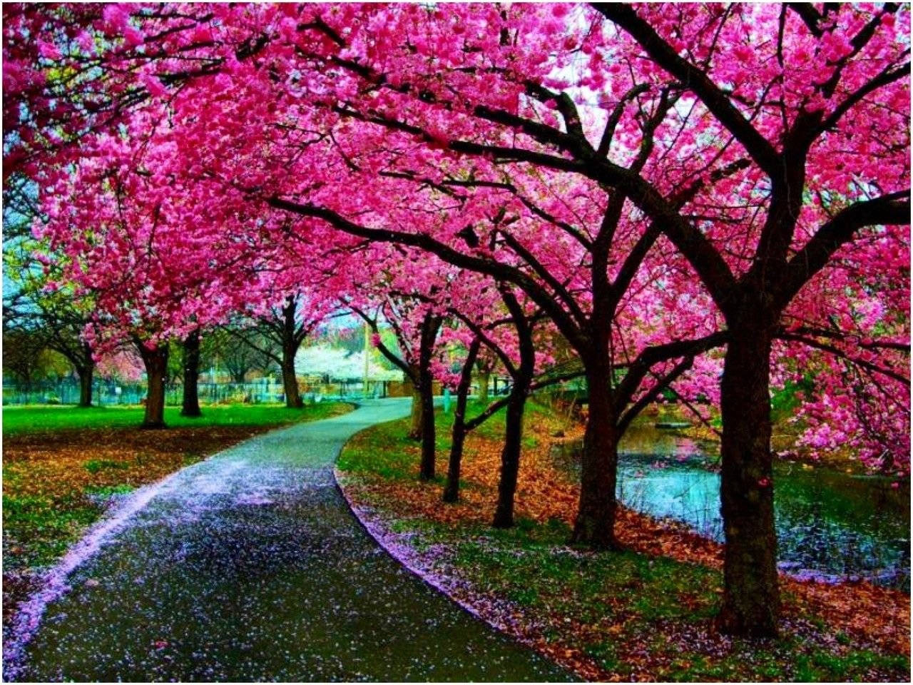 粉紅色櫻花樹下一條蜿蜒的小路，地上有花瓣。 — 日本櫻花 壁紙
