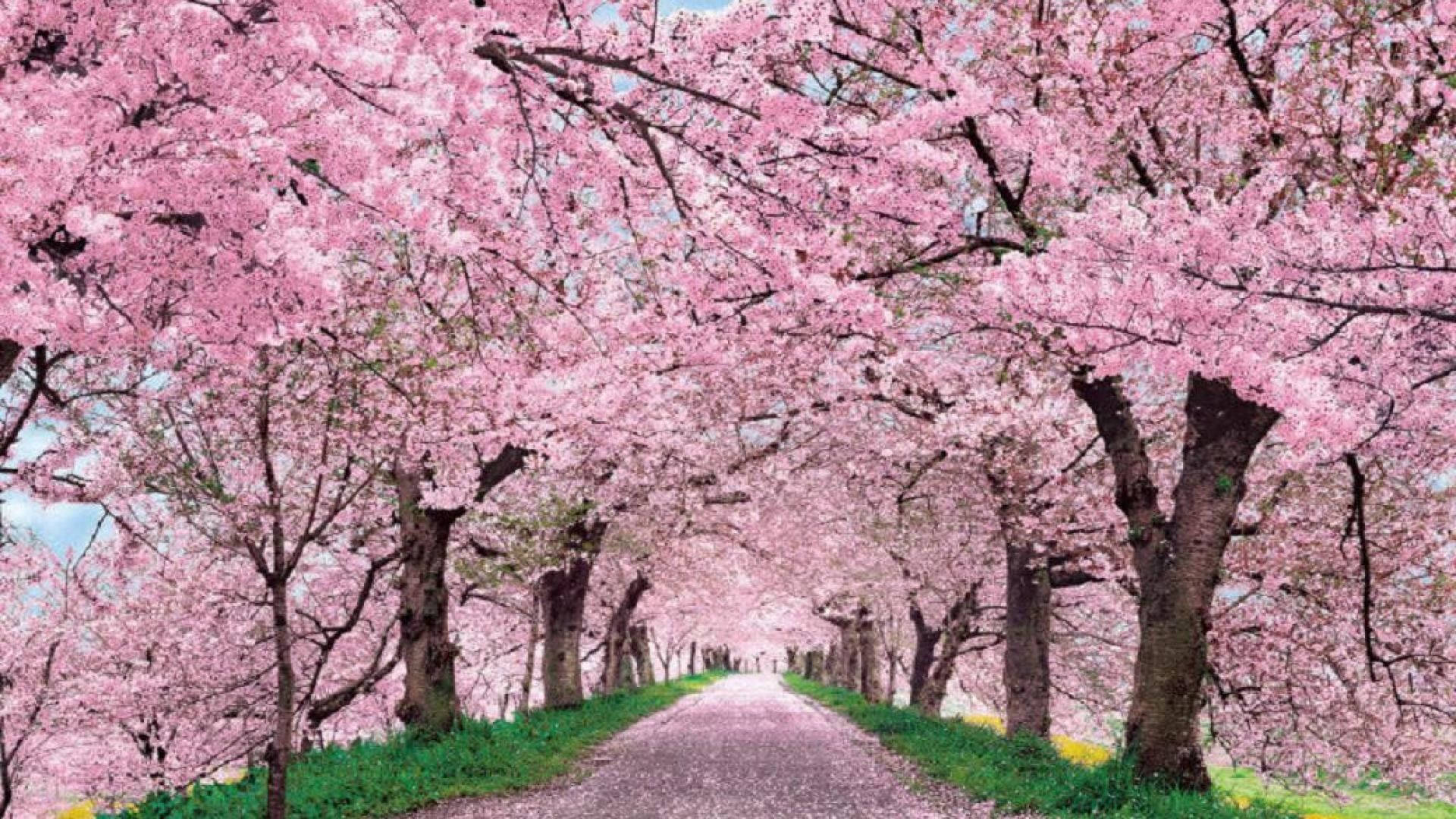 春天時，一條兩旁開滿櫻花樹的小路。 — 日本櫻花 壁紙