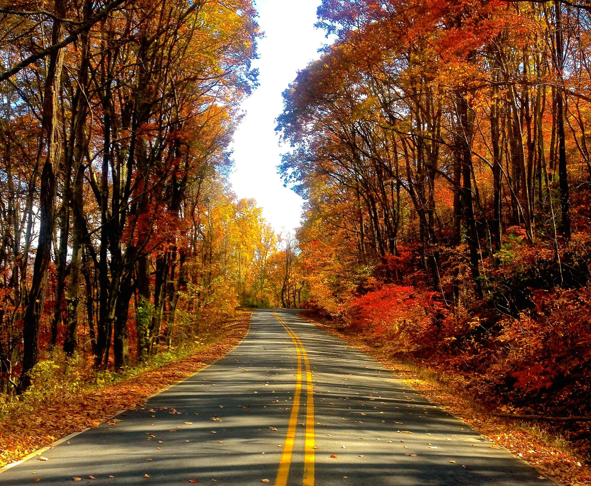  壁紙 — 一條蜿蜒的道路穿過充滿活力的秋日森林，樹木在明亮的天空下呈現出橙色、紅色和金色的火焰。