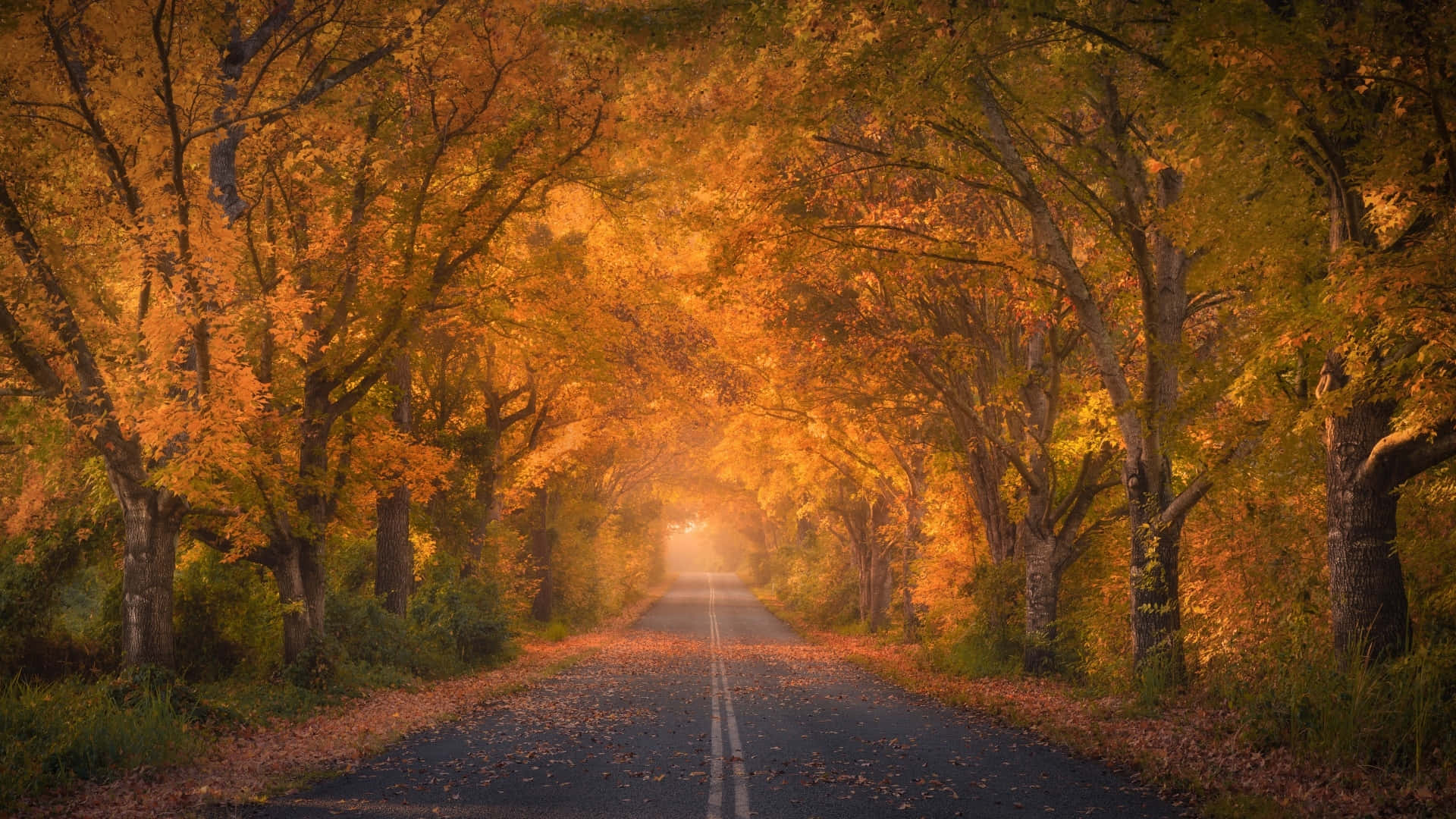  壁紙 — 一條蜿蜒的道路穿過金色秋樹的隧道，落葉鋪滿了瀝青路面。
