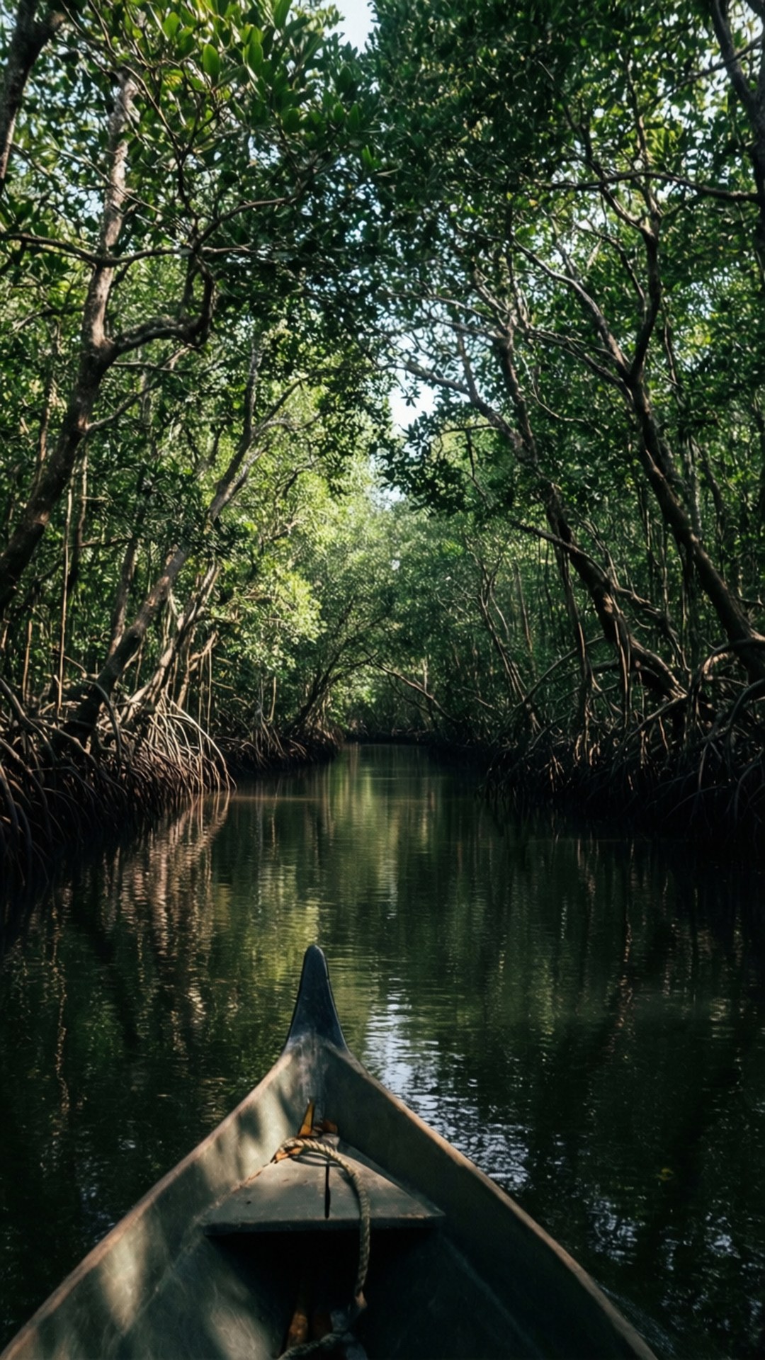 Bentota River Mangroves 壁紙 — 一艘木製獨木舟在狹窄的紅樹林水道中滑行，兩旁是茂密的綠樹和纏結的樹根。