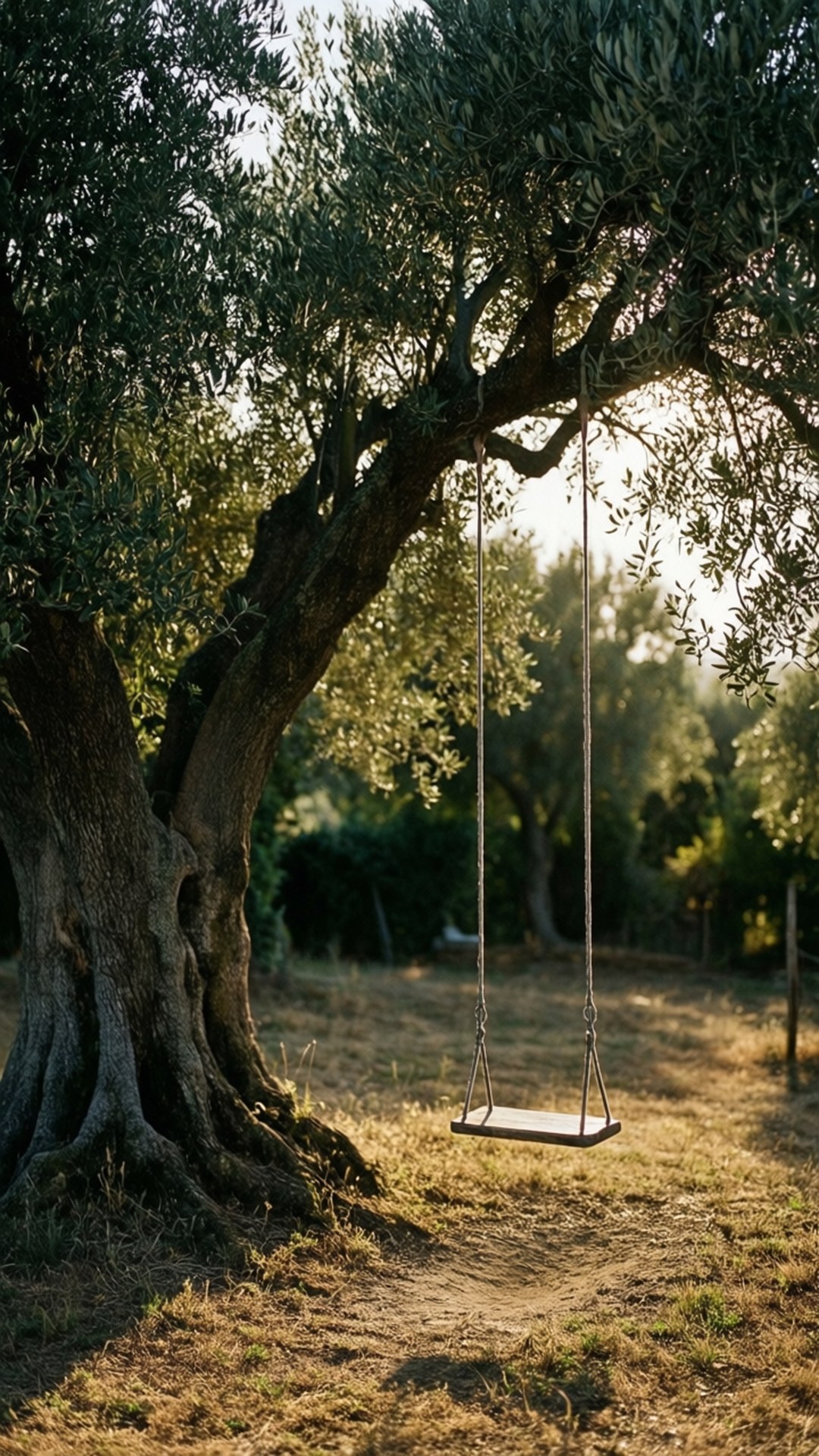 Swing on the Olive 壁紙 — 一個木鞦韆掛在巨大的橄欖樹幹上，位於陽光普照的花園中，帶有斑駁的陰影和金色的草地。