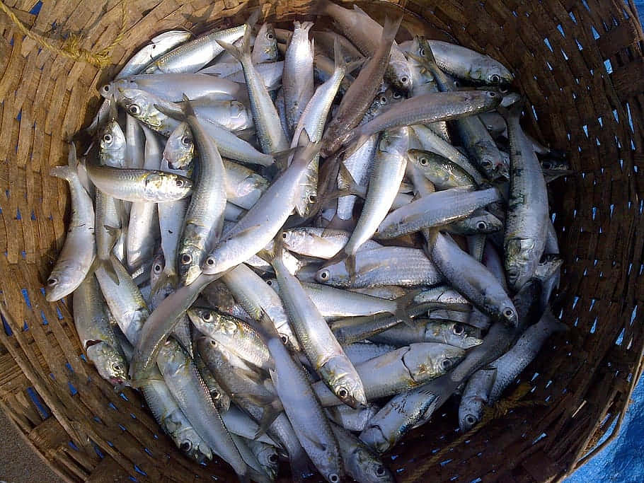  壁紙 — 一個編織籃子裝滿了新鮮捕獲的銀色魚，在明亮的日光下閃閃發光。