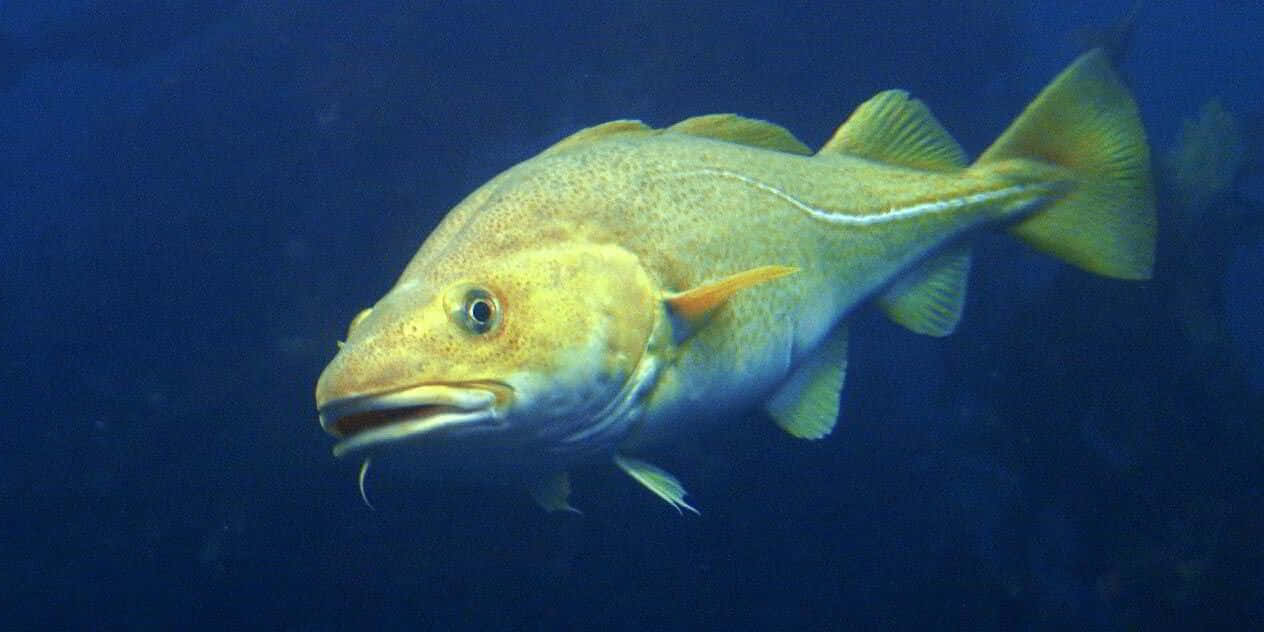  壁紙 — 一條略帶黃色的鱈魚，帶著專注的目光，優雅地游過深藍色的海水。