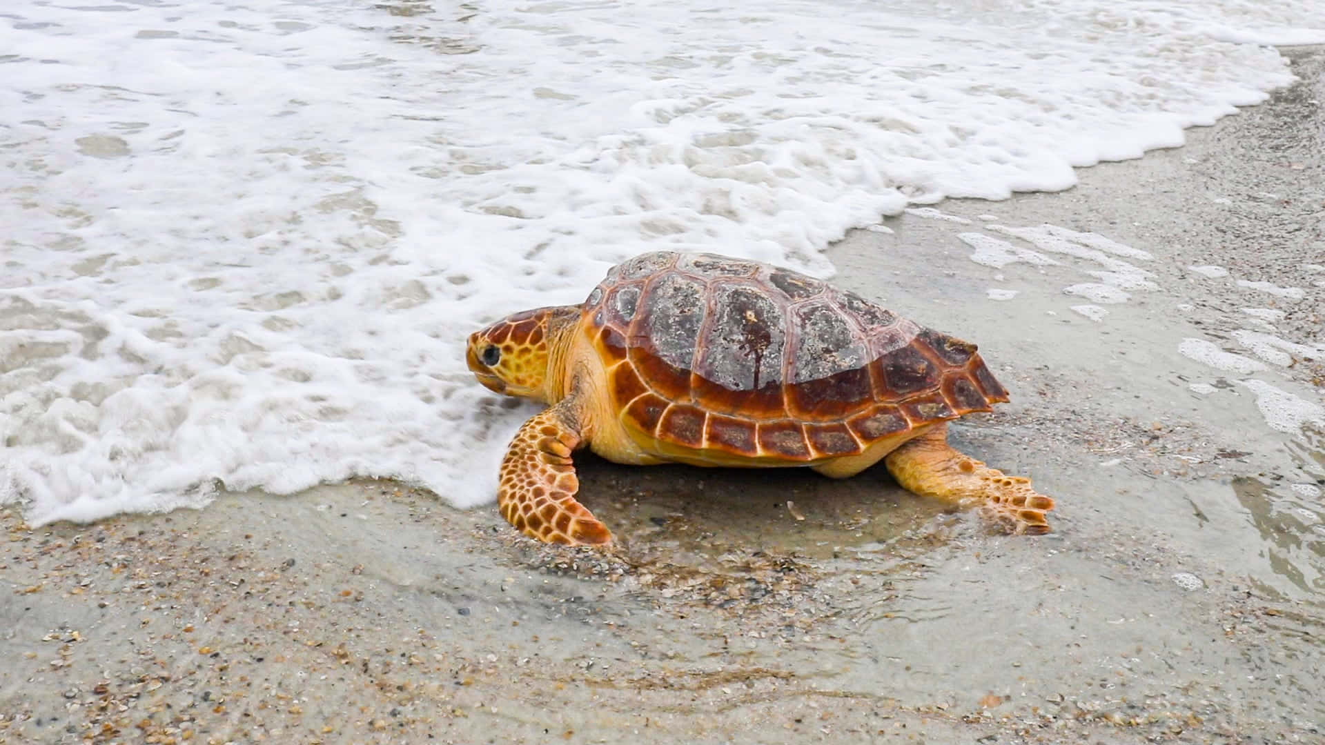  壁紙 — 一隻帶有圖案殼的年輕海龜在濕沙灘上爬向海浪。
