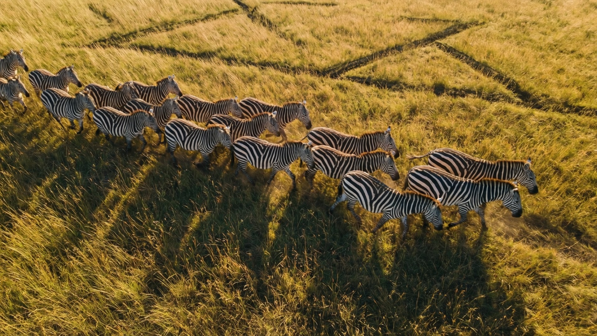 Aerial Herd 壁紙 — 從空中俯瞰一群斑馬在金色草原上奔騰，在日落時分投下長長的影子。