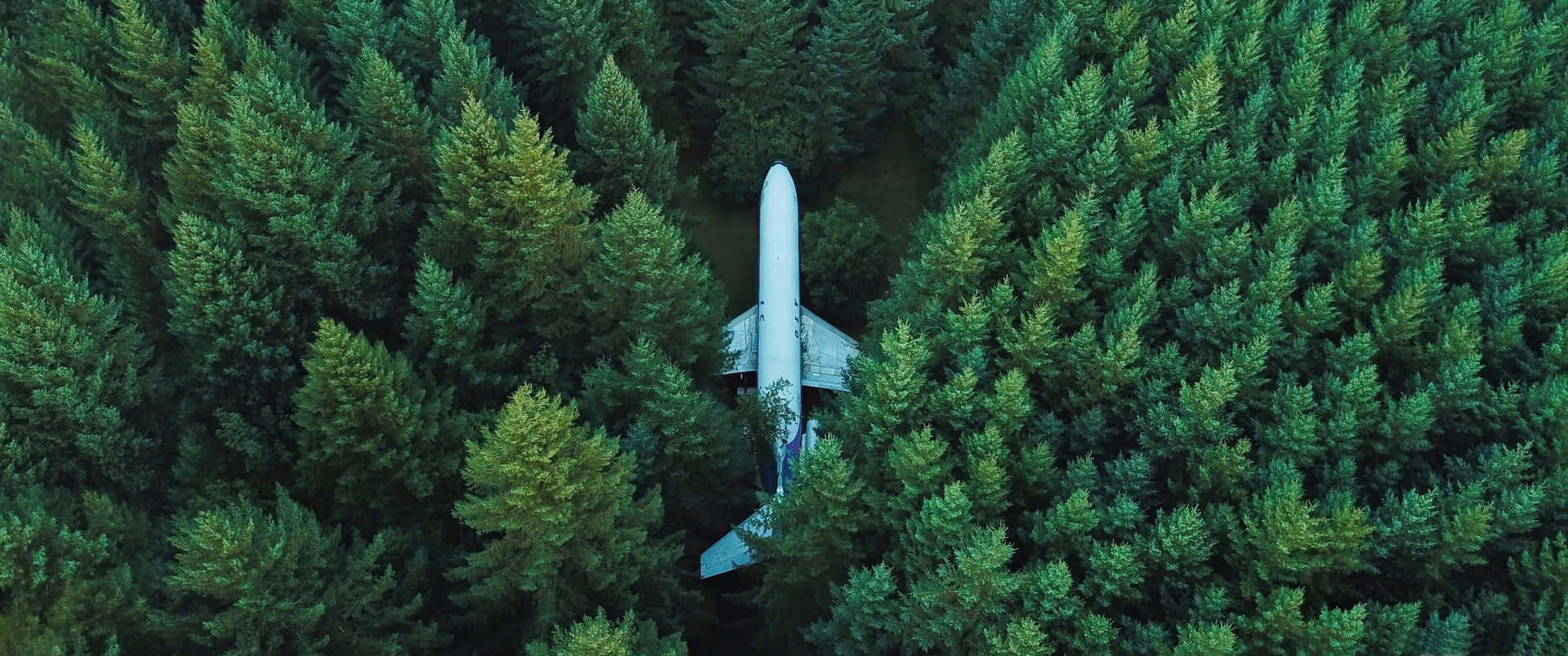 從上方看，白色飛機依偎在高大的綠色松樹之間。 — 3440X1440 壁紙