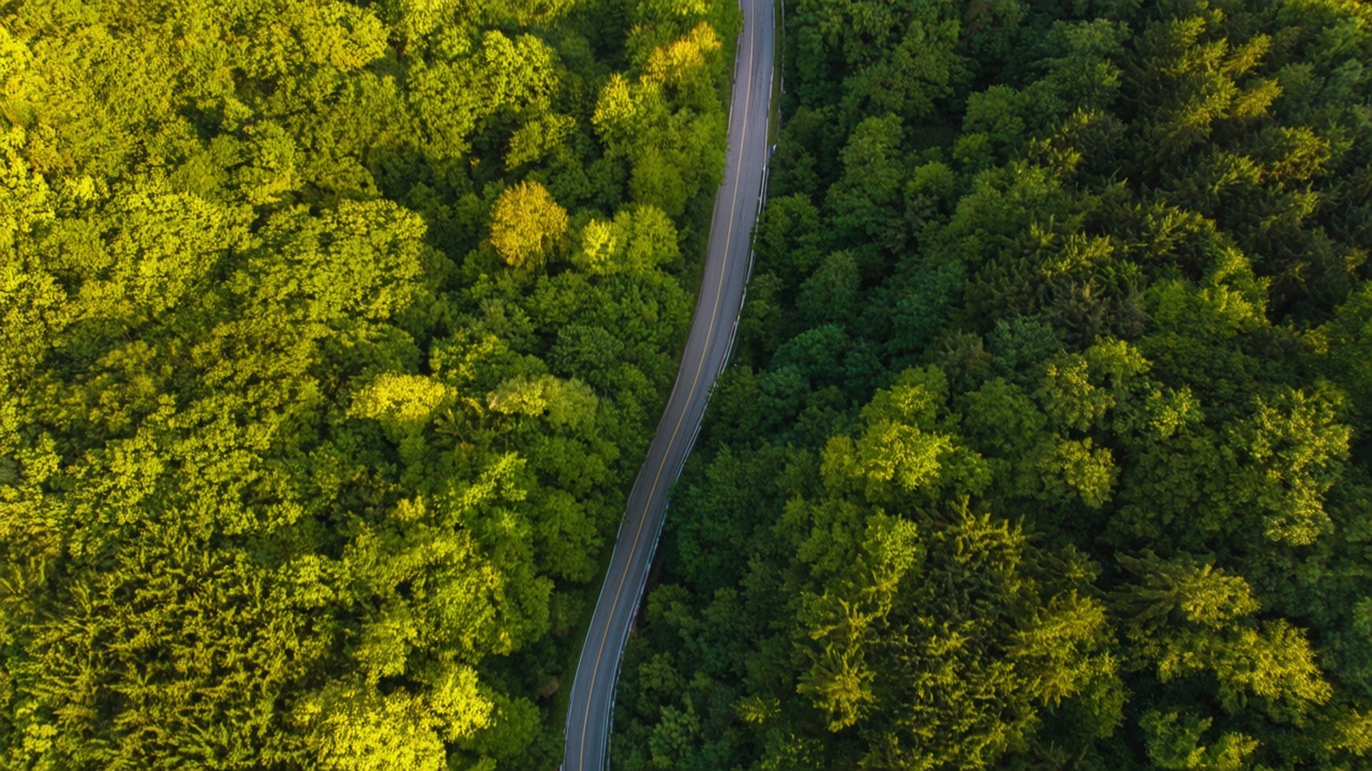 Forest Serpentine 壁紙 — 從高空俯瞰，一條蜿蜒的瀝青道路穿過茂密的綠色森林，陽光斑駁。