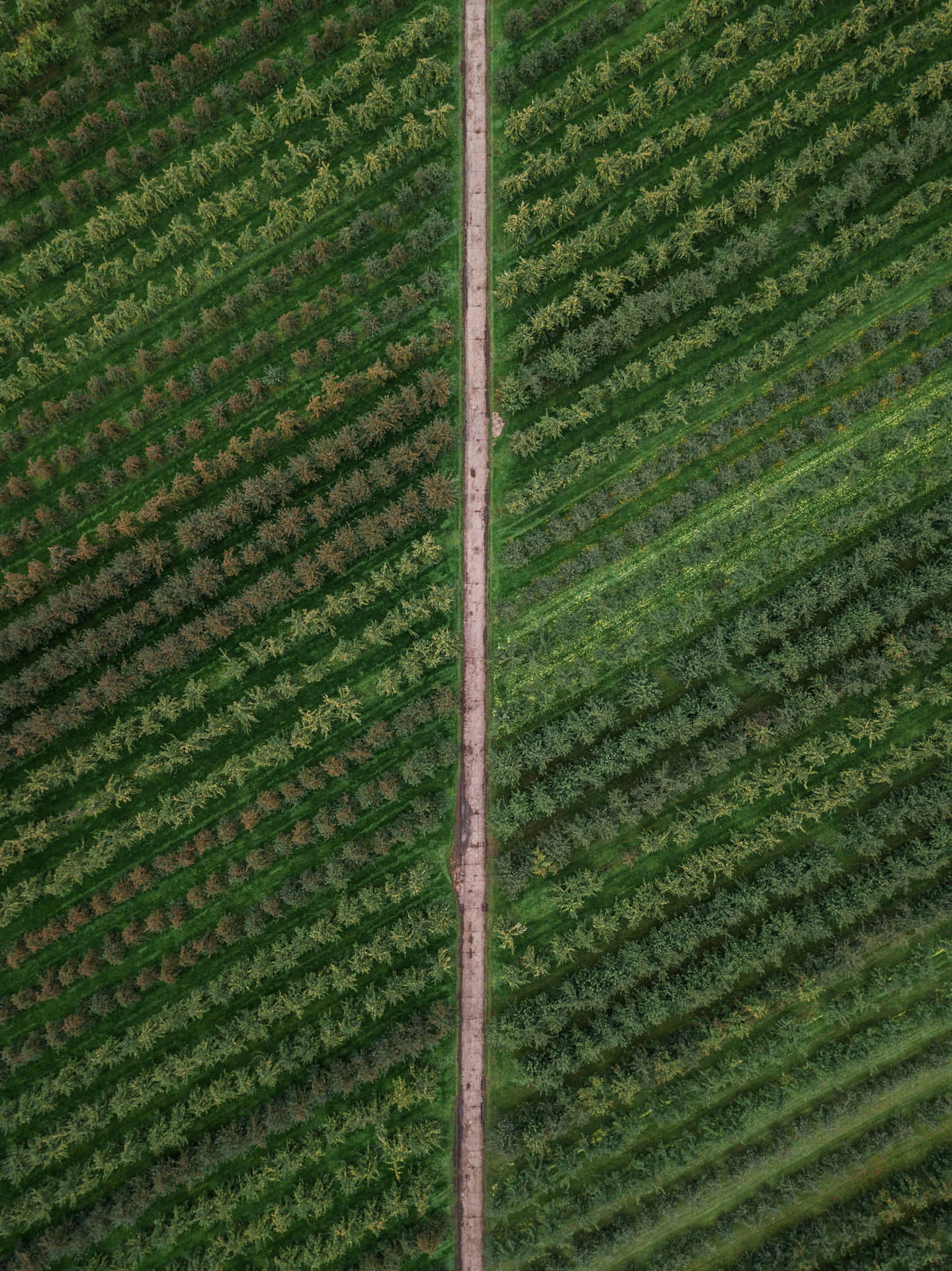  壁紙 — 一條蜿蜒的泥土路將茂密的綠色果園分成兩個對稱半邊的鳥瞰圖。