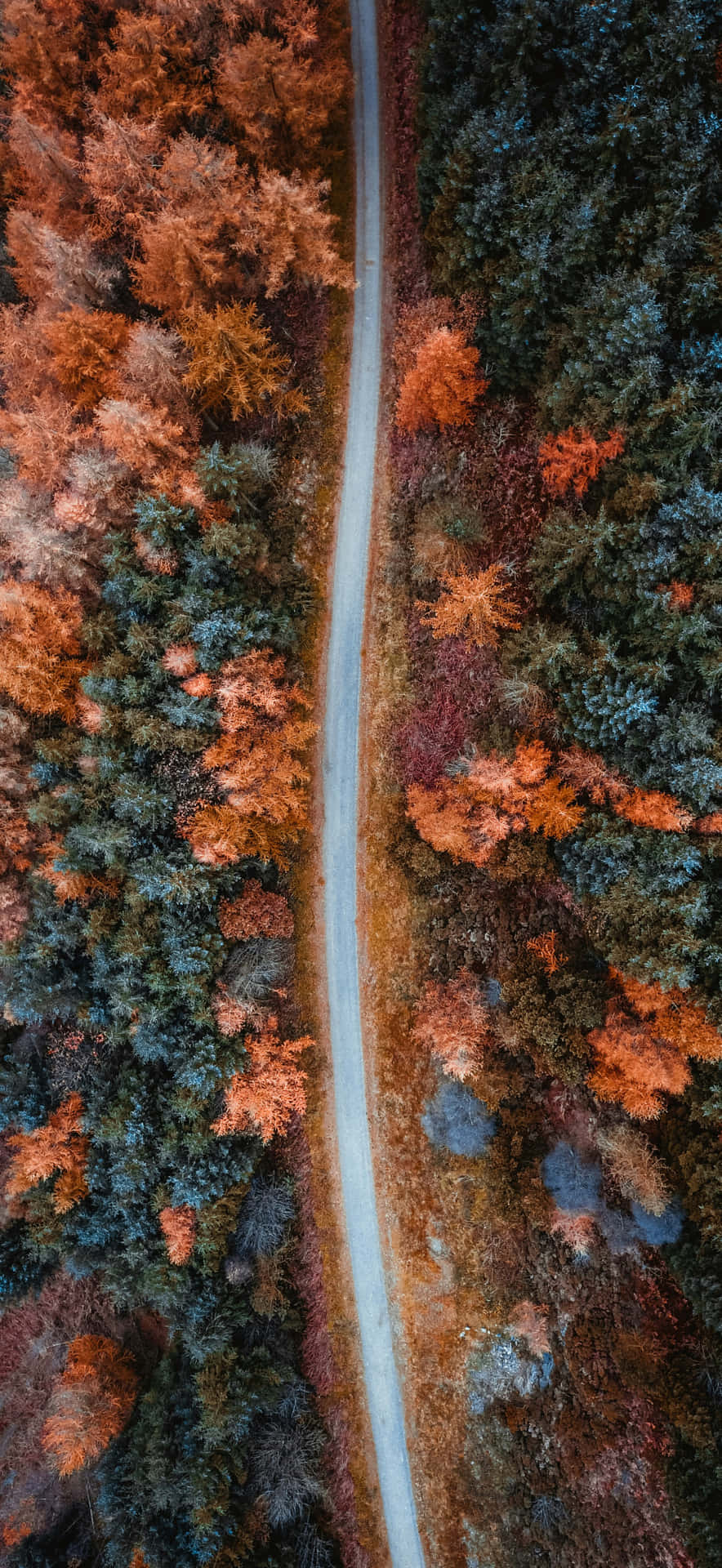  壁紙 — 俯瞰一條蜿蜒的道路穿過充滿活力的秋日森林，樹葉呈現橙色和綠色。