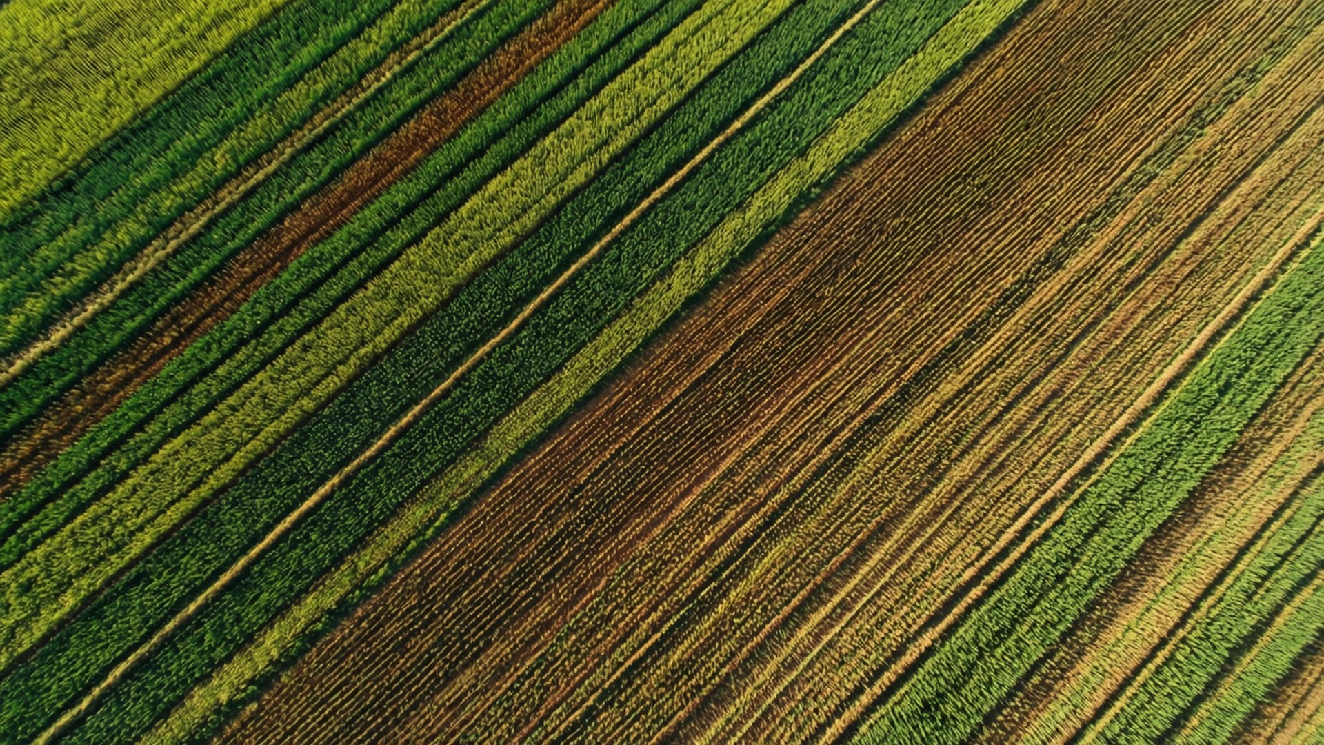 Farm Stripes From Above 壁紙 — 從空中俯瞰對角條紋田野，鮮綠色和大地棕色的農作物形成節奏感圖案。