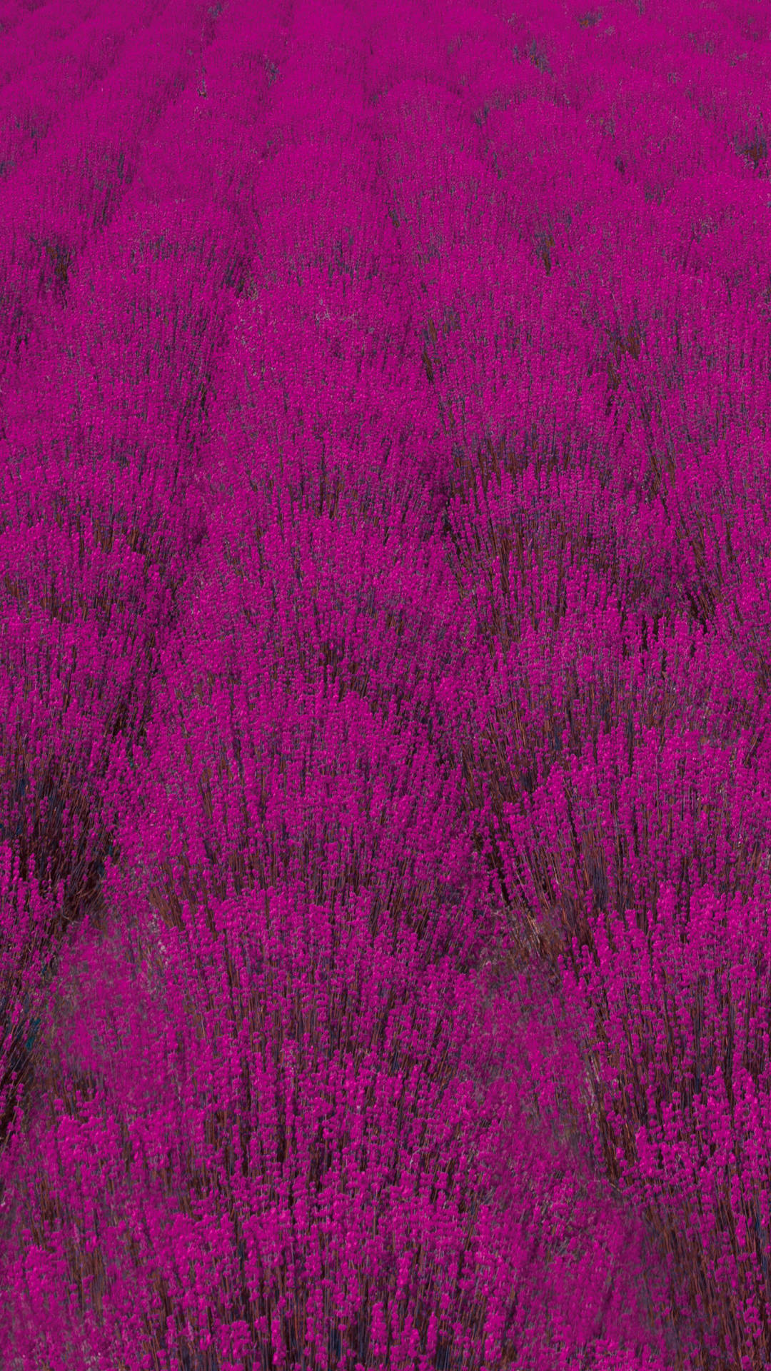 廣闊的紫紅色薰衣草花田在微風中搖曳。 — Galaxy S10 壁紙