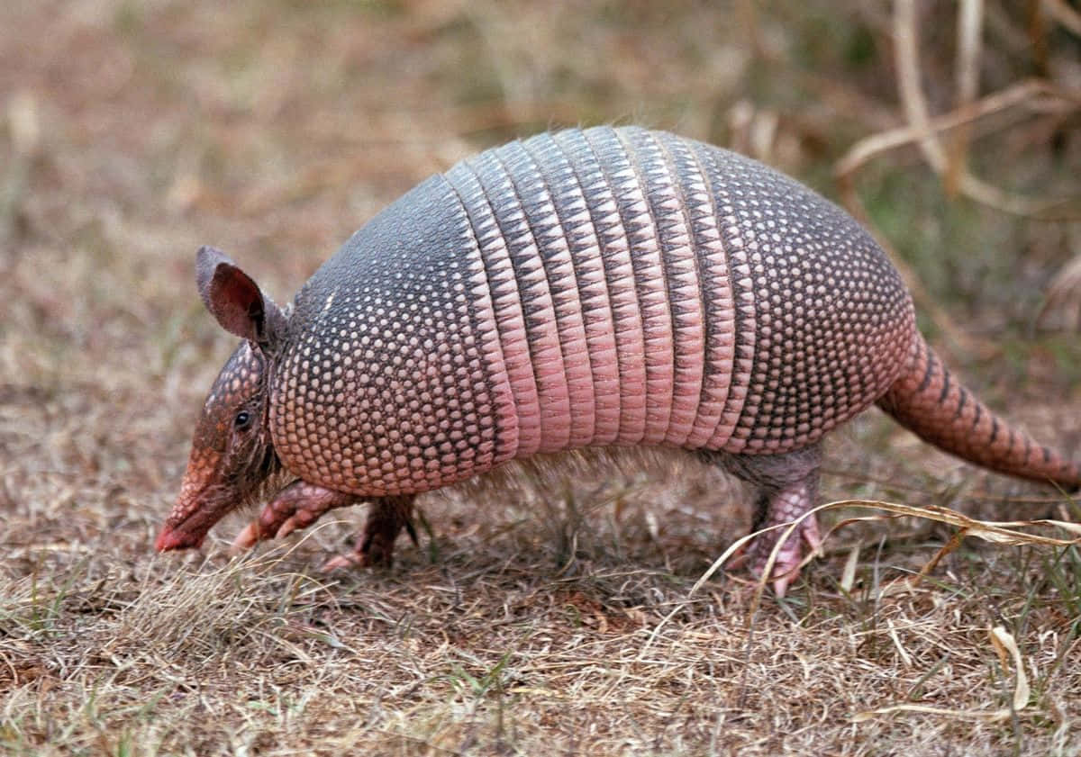 armadillo 桌布 壁紙 — 一隻帶有粉棕色裝甲殼的犰狳在自然棲息地的乾草上覓食。