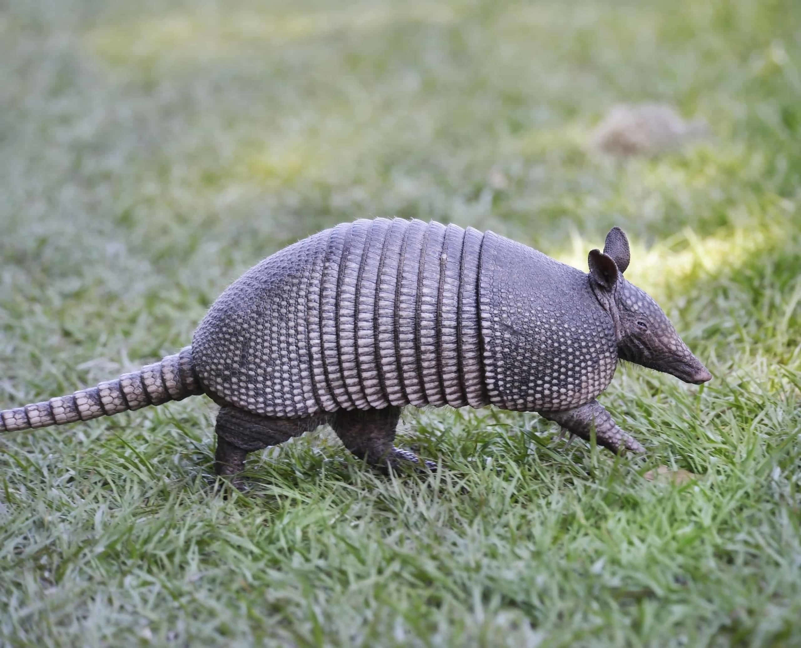 armadillo 桌布 壁紙 — 一隻擁有分段灰色盔甲的犰狳在柔和日光下穿過充滿活力的綠草。