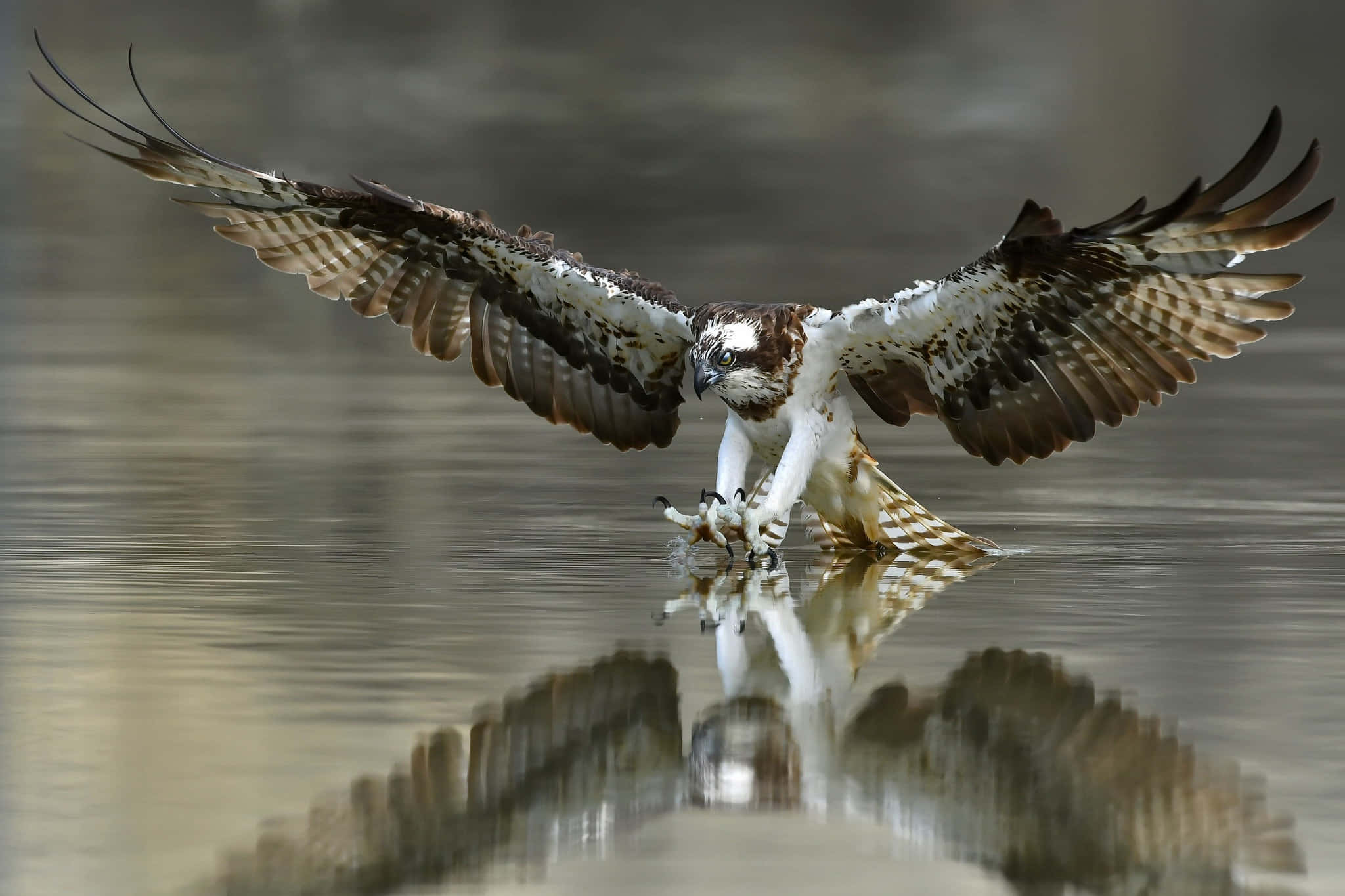 Osprey 桌布 壁紙 — 一隻展開翅膀的魚鷹降落在水面上，其倒影映照在下。