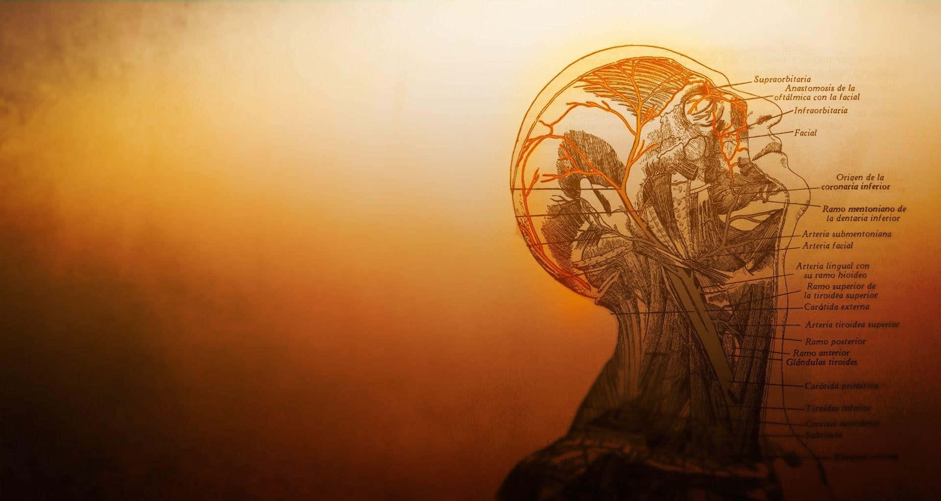 Medicina 桌布 壁紙 — 人體頭部解剖插圖，帶有標籤的血管在溫暖漸變背景上發光。