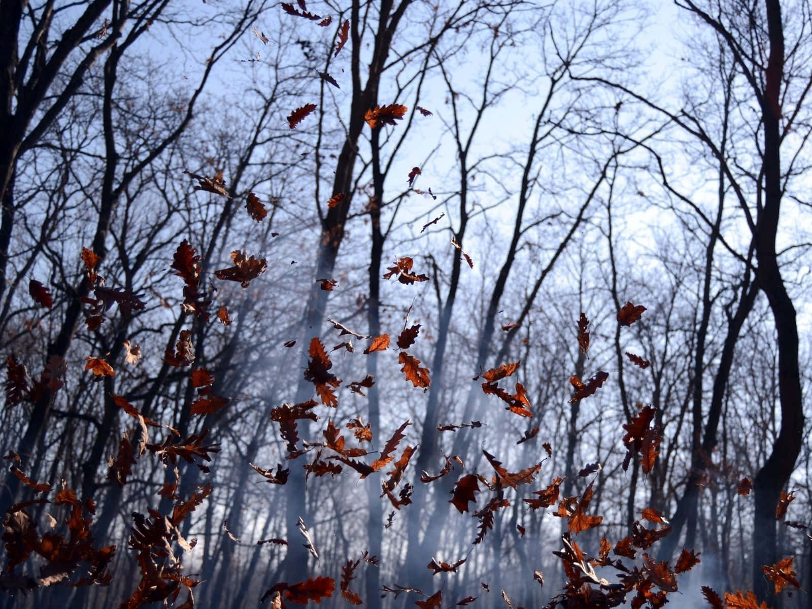 Autumn Wind 桌布 壁紙 — 秋葉在霧氣籠罩的森林中，穿過光禿的冬季樹木，在淡藍色的天空下旋轉。