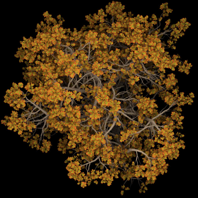 Autumn_Tree_Top_View.PNG 壁紙