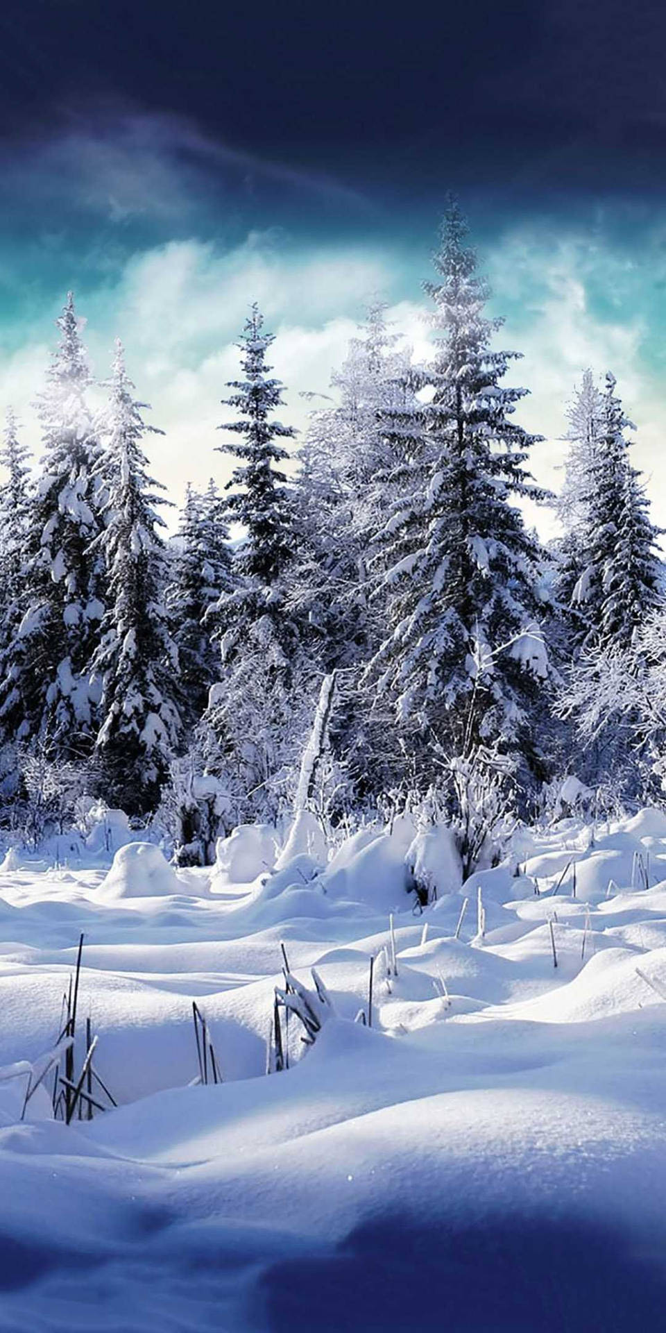 暮色中寧靜的冬季森林裡白雪覆蓋的松樹。 — 冬季 iPhone 壁紙 壁紙