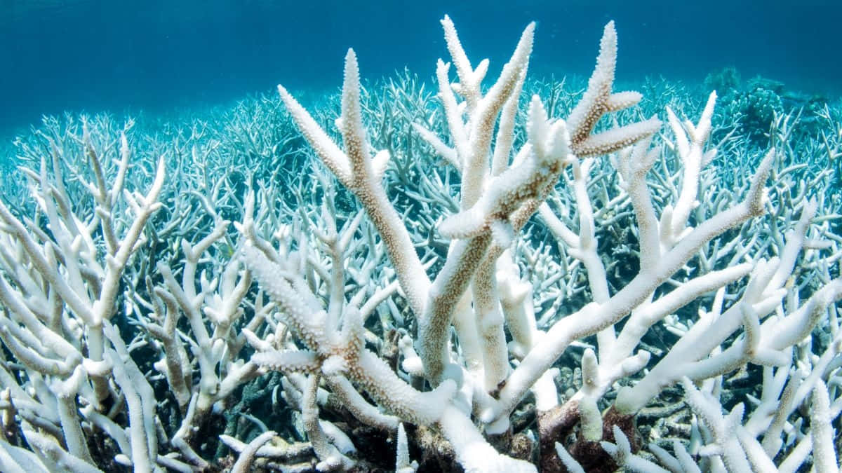  壁紙 — 深海藍色海水中，白化珊瑚礁變成純白色的水下近距離視圖。