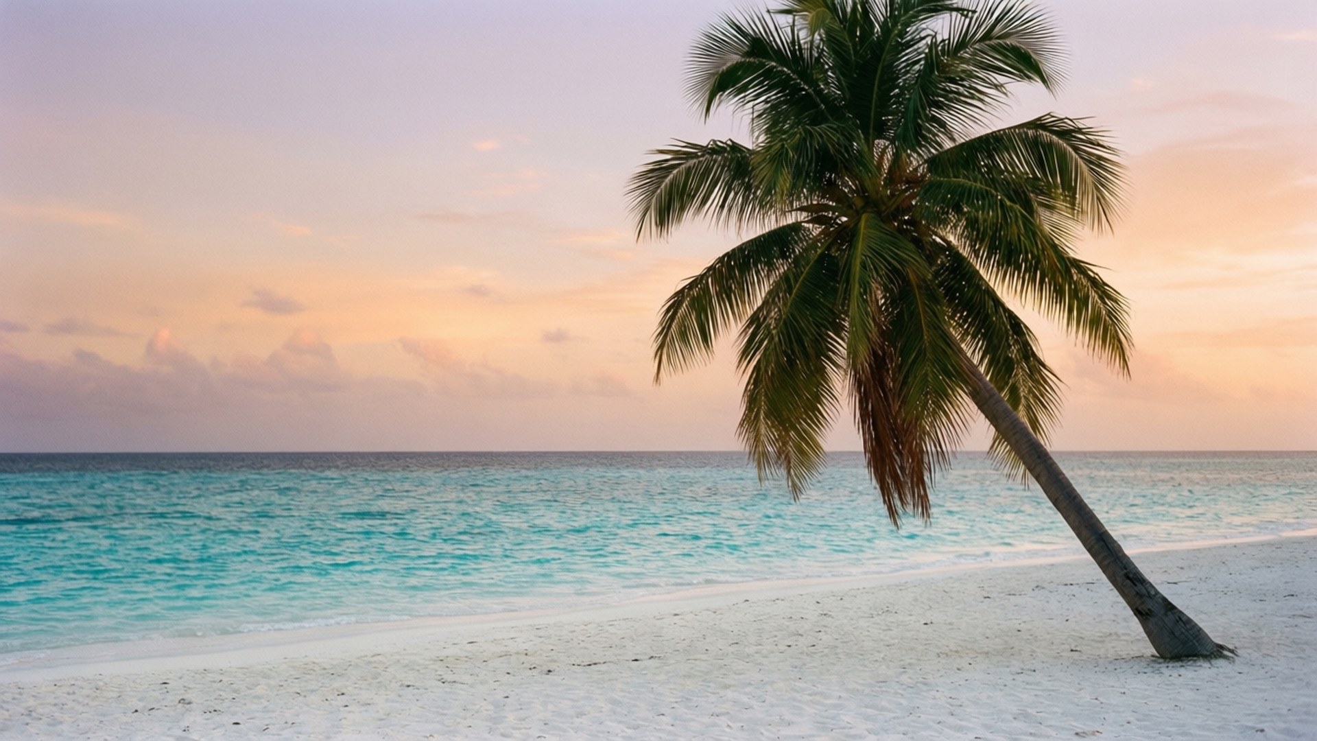 Tropical Sunset Beach 壁紙 — 在日落時分，一棵孤獨的棕櫚樹斜倚在碧綠海洋旁的純白沙灘上，天空呈現柔和的粉紅色和橙色。