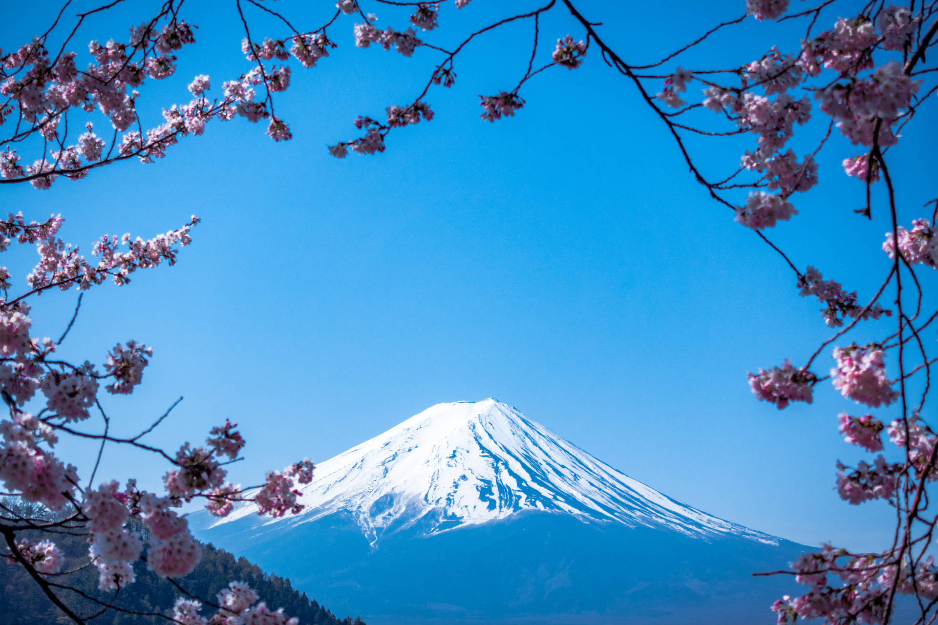 富士山在清澈的藍天下被櫻花環繞 — 日式 壁紙