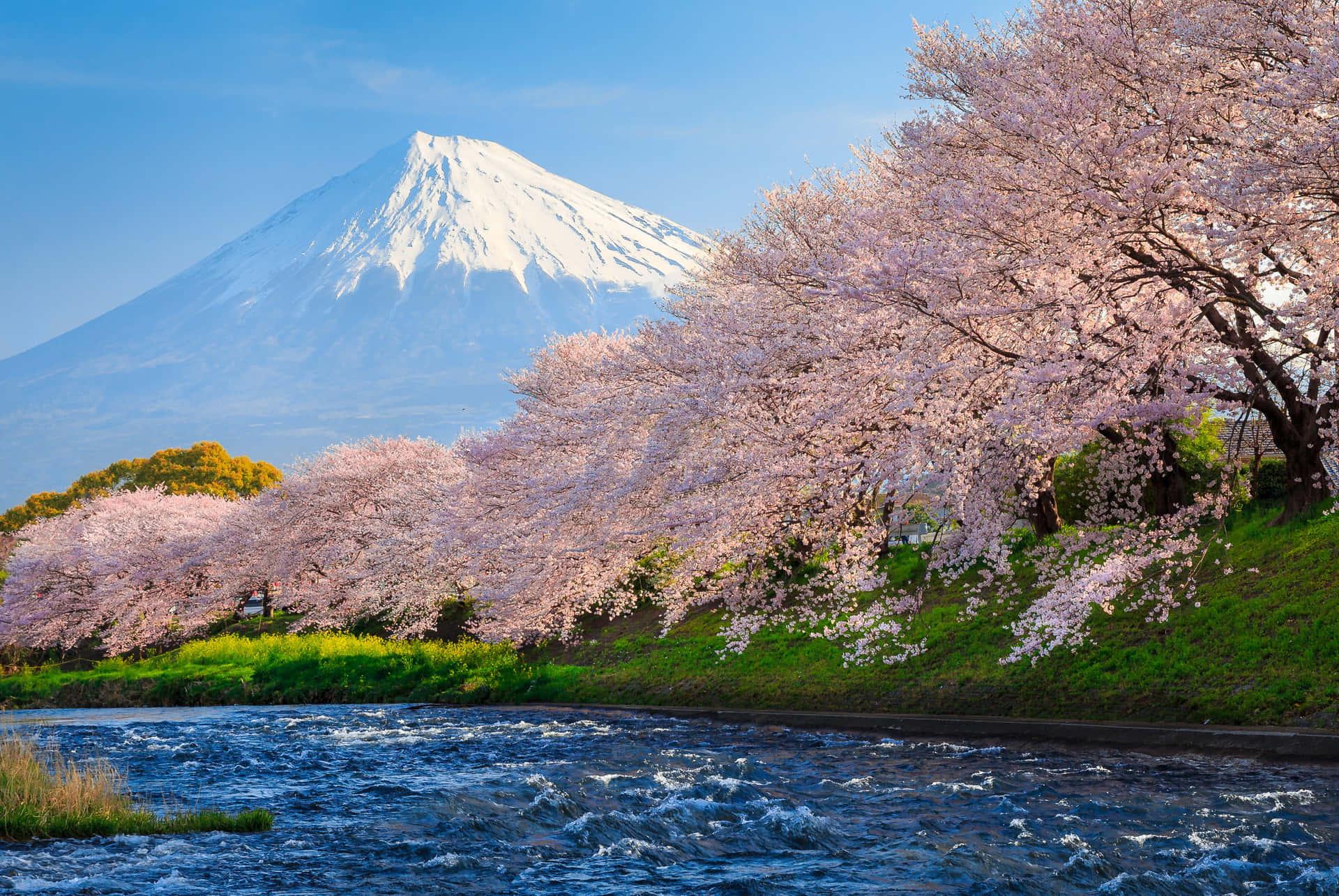 河邊排列著櫻花樹，背景是富士山。 — 日式自然壁紙 壁紙