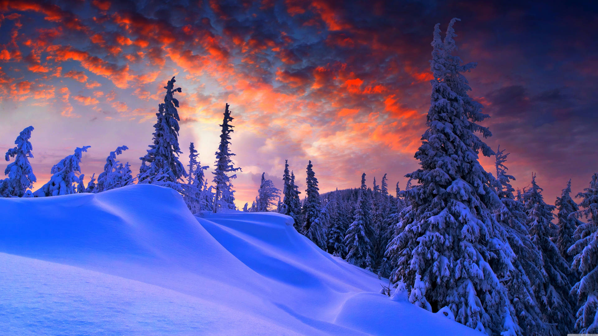 冬季夕陽下白雪覆蓋的松樹。 — 8K 壁紙
