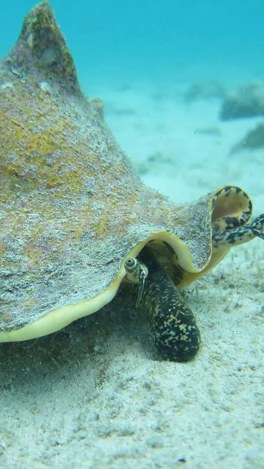  壁紙 — 一條斑點海鰻從其巨大的海螺殼中探出頭來，海螺殼擱在沙質海床上，清澈藍色的海水之下。