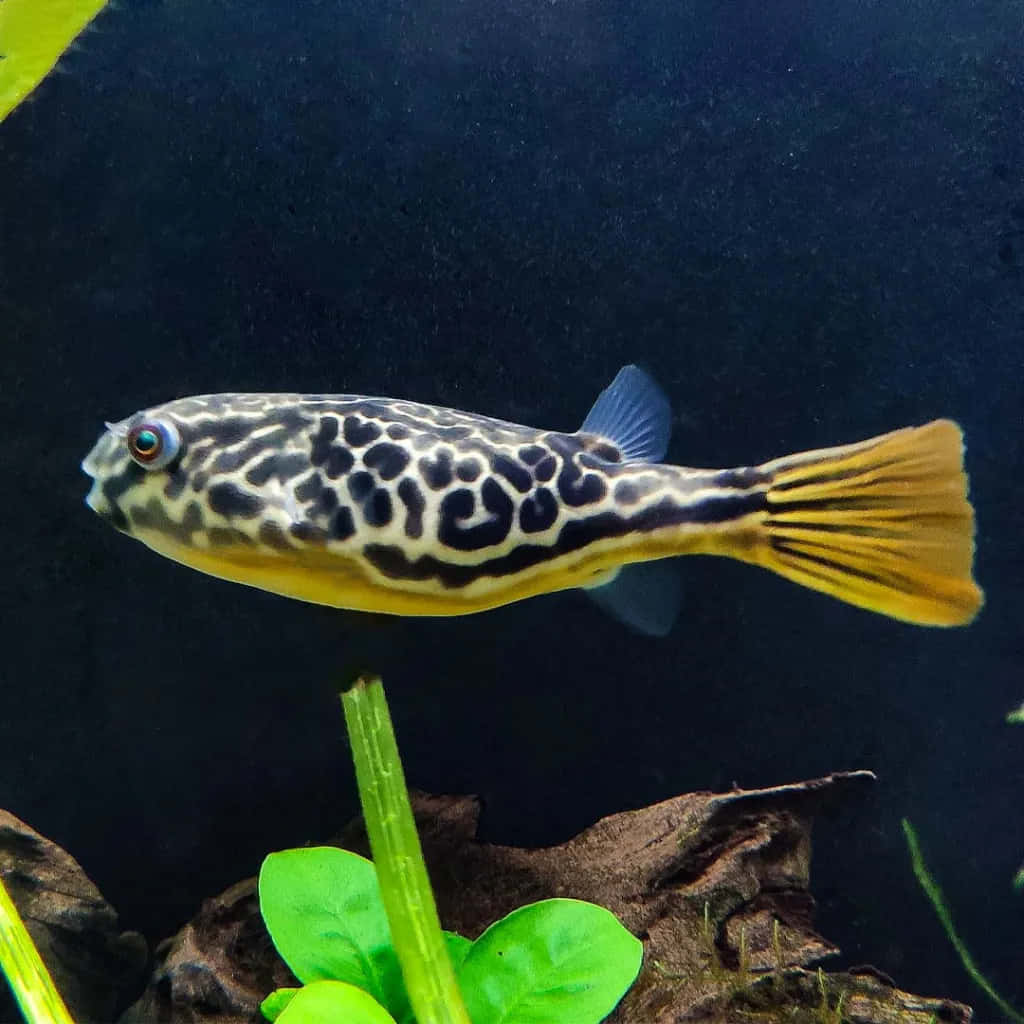  壁紙 — 一條斑點河豚在深色魚缸背景下優雅地游過綠色水生植物。